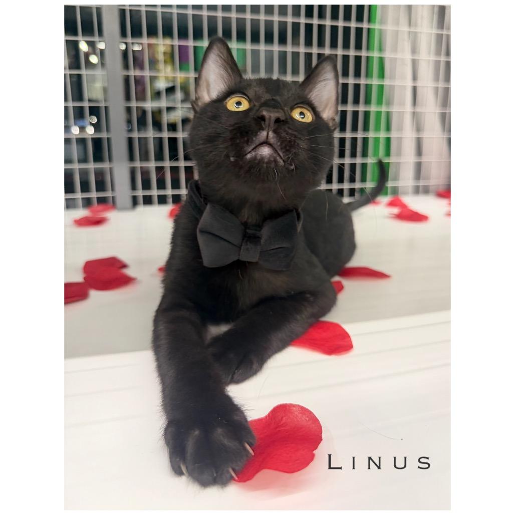 Linus, Adoptable, Kitten Male Domestic Short Hair.