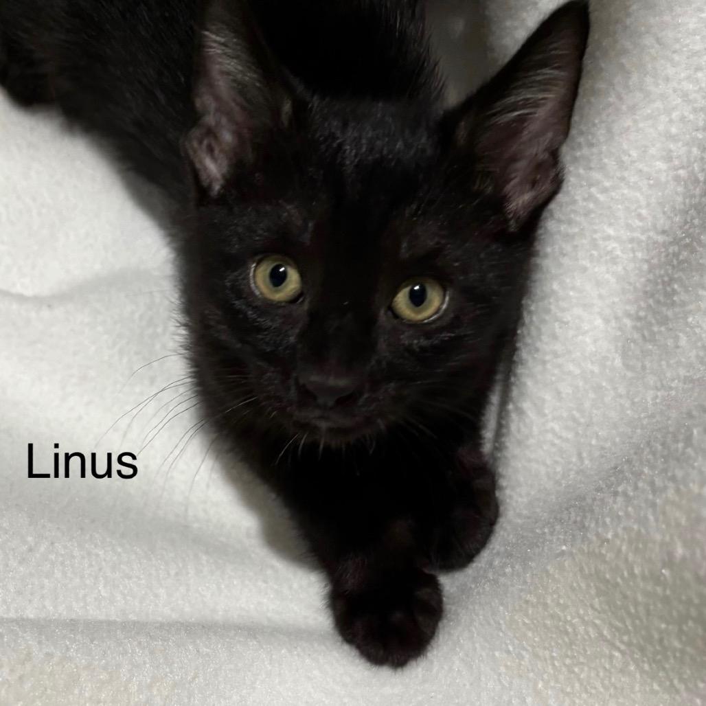 Enlarge Linus, a Adoptable Domestic Short Hair in League City, TX image 2/2