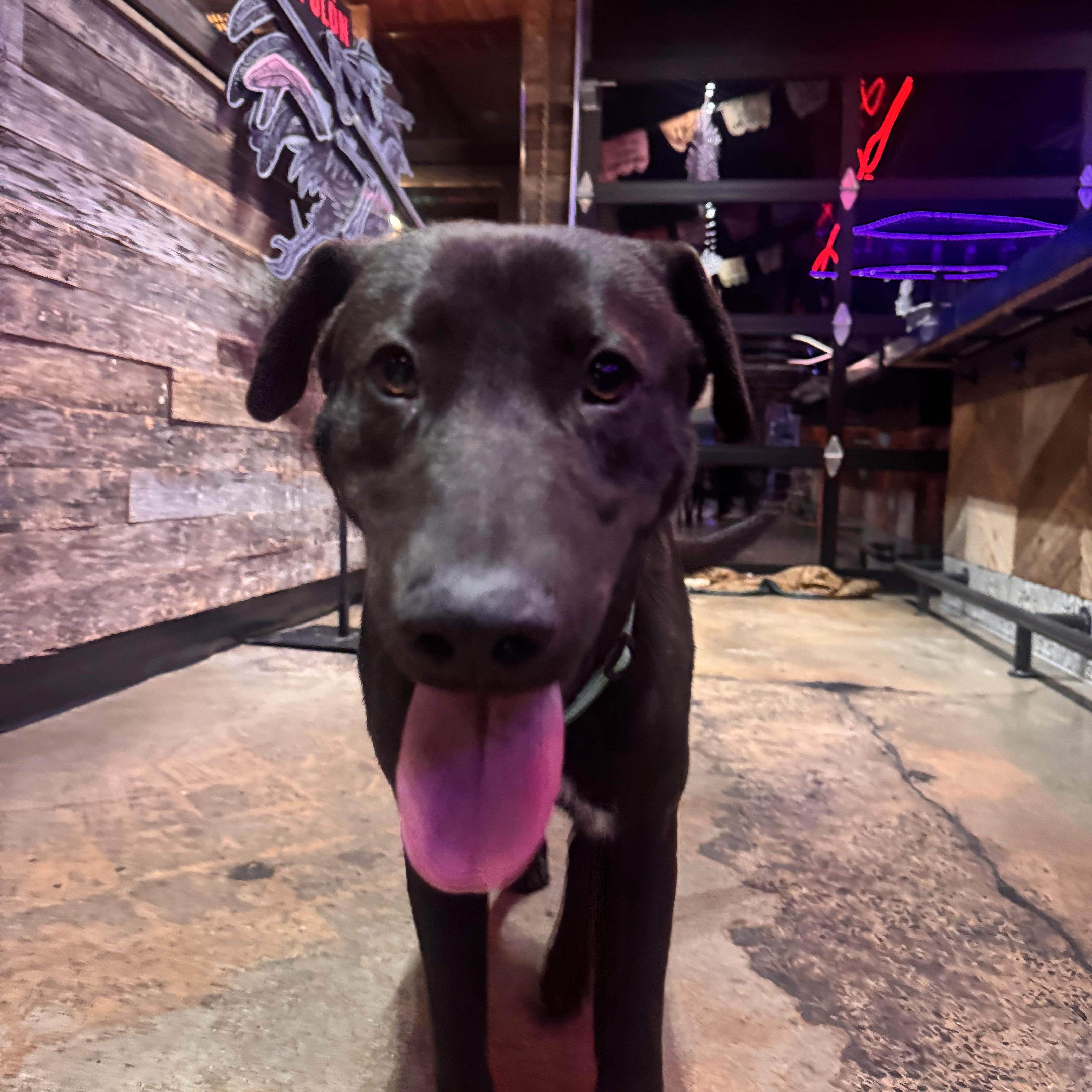 Enlarge Bono, a Adoptable mixed breed in Tannersville, NY image 4/6