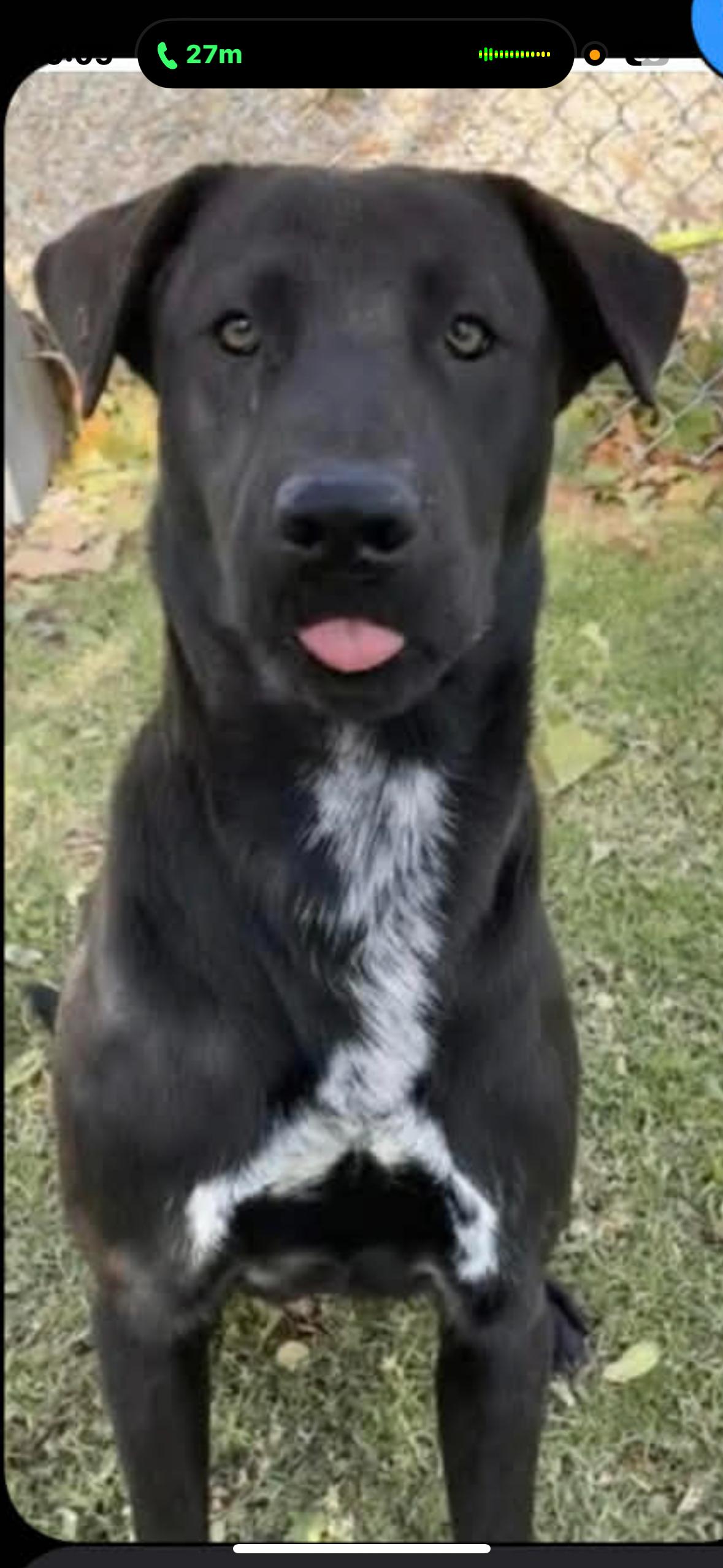 Enlarge Bono, a Adoptable mixed breed in Tannersville, NY image 2/6