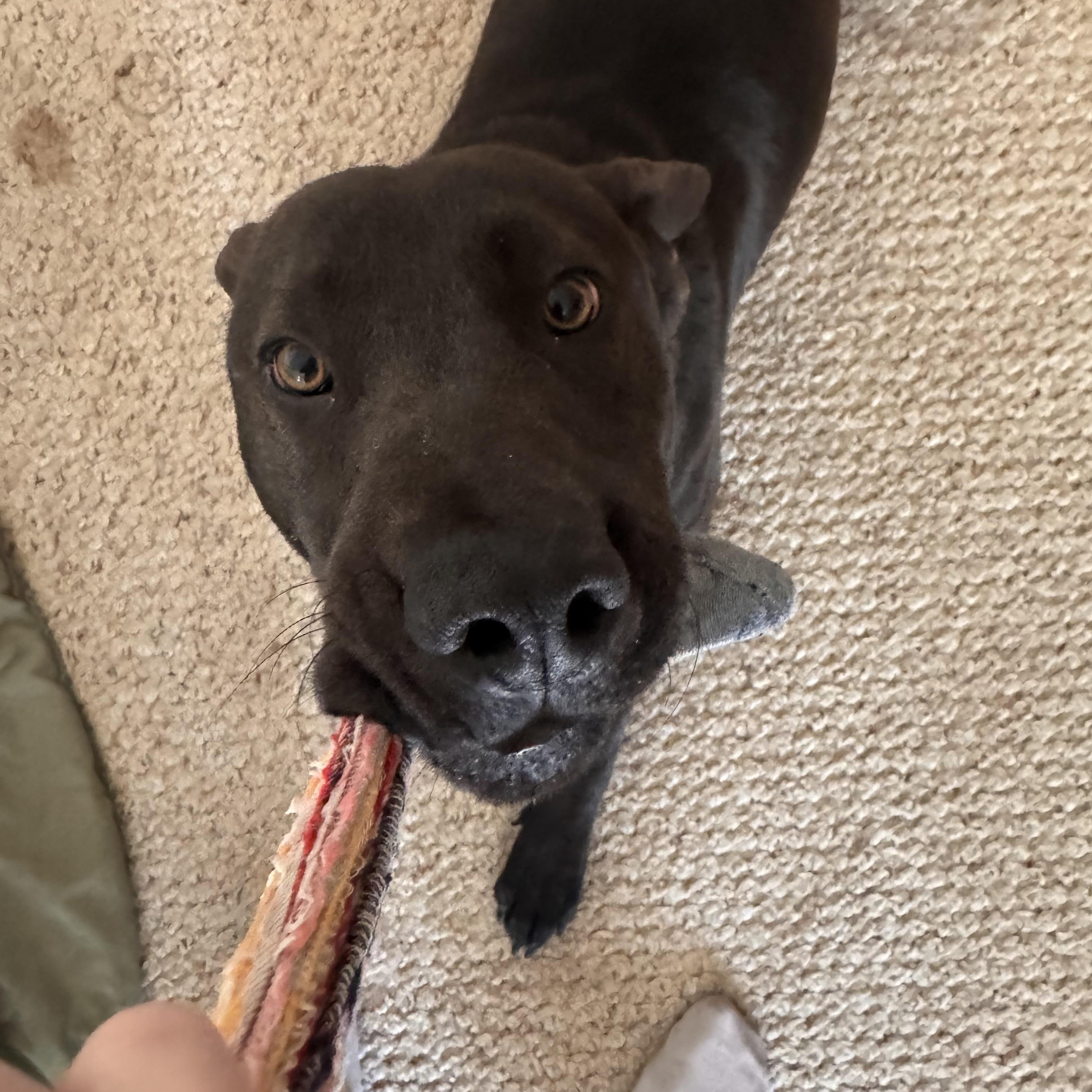 Enlarge Bono, a Adoptable mixed breed in Tannersville, NY image 5/6
