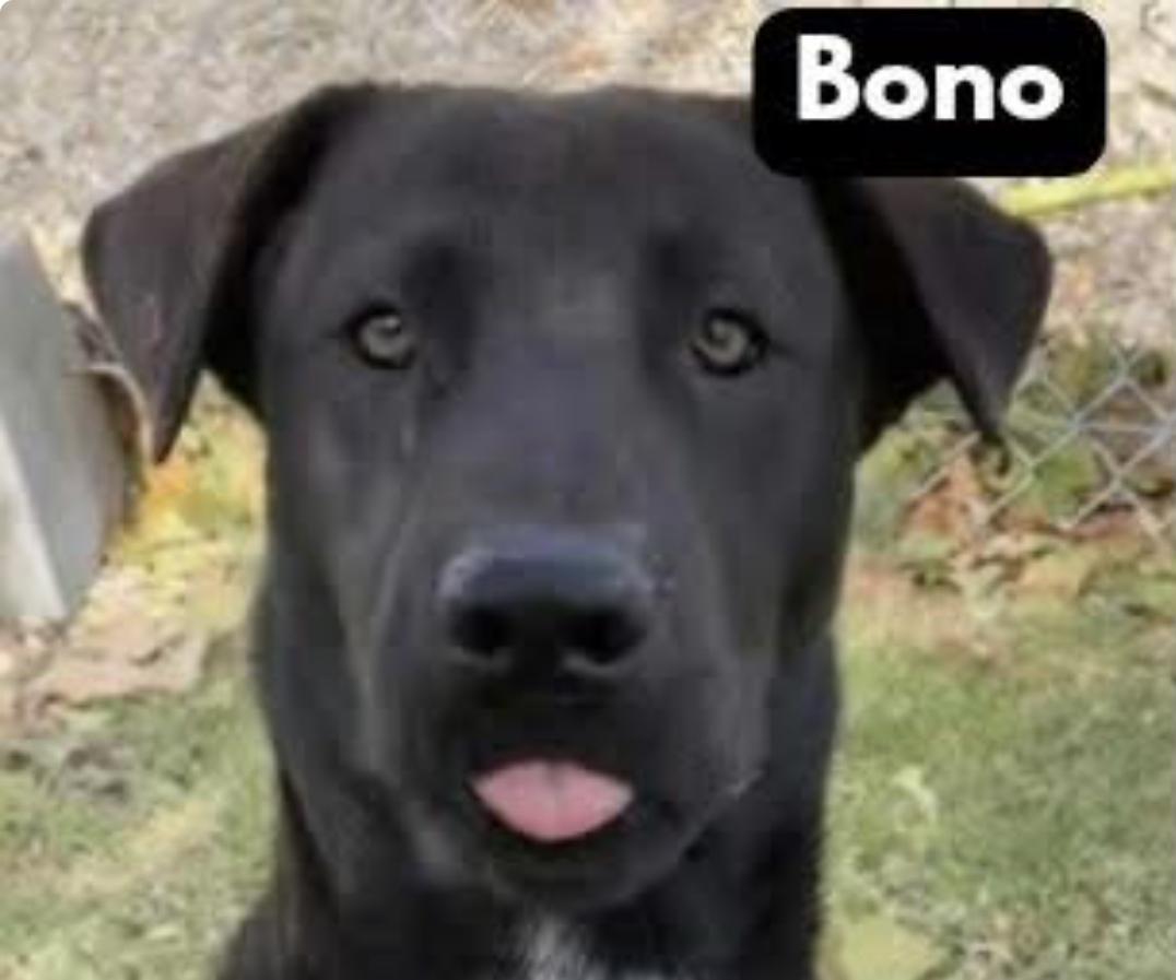 Enlarge Bono, a Adoptable mixed breed in Tannersville, NY image 1/6