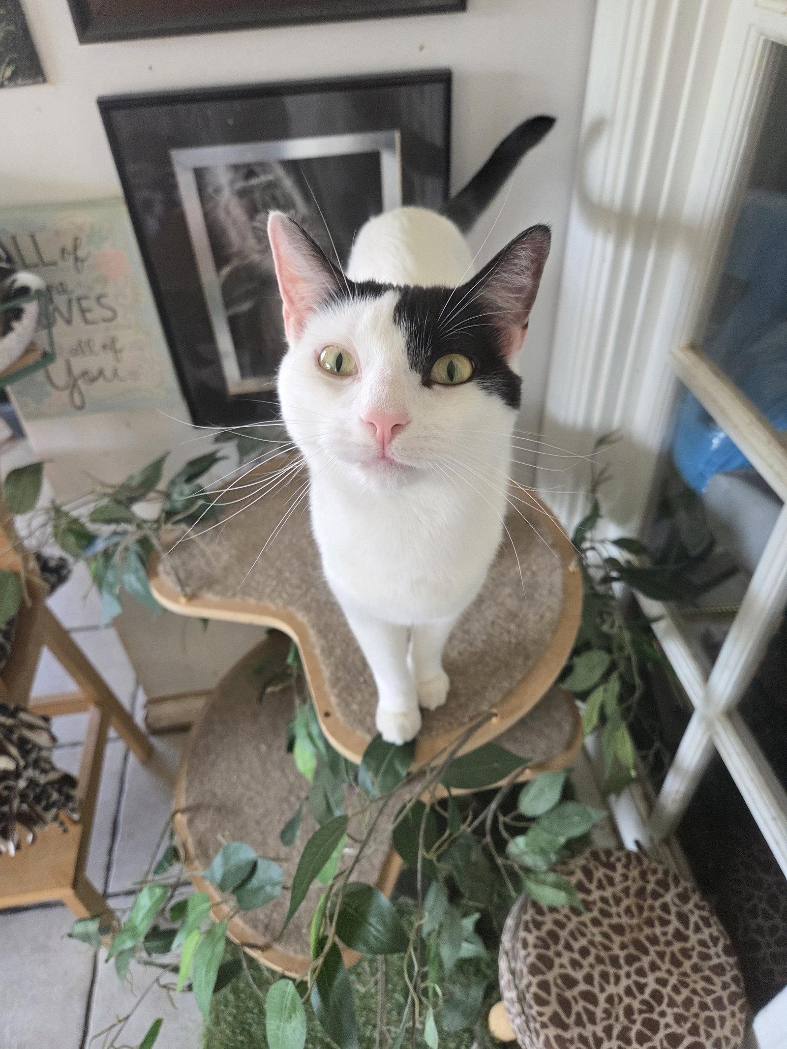 Darla, Adoptable, Young Female Turkish Van & Turkish Angora.