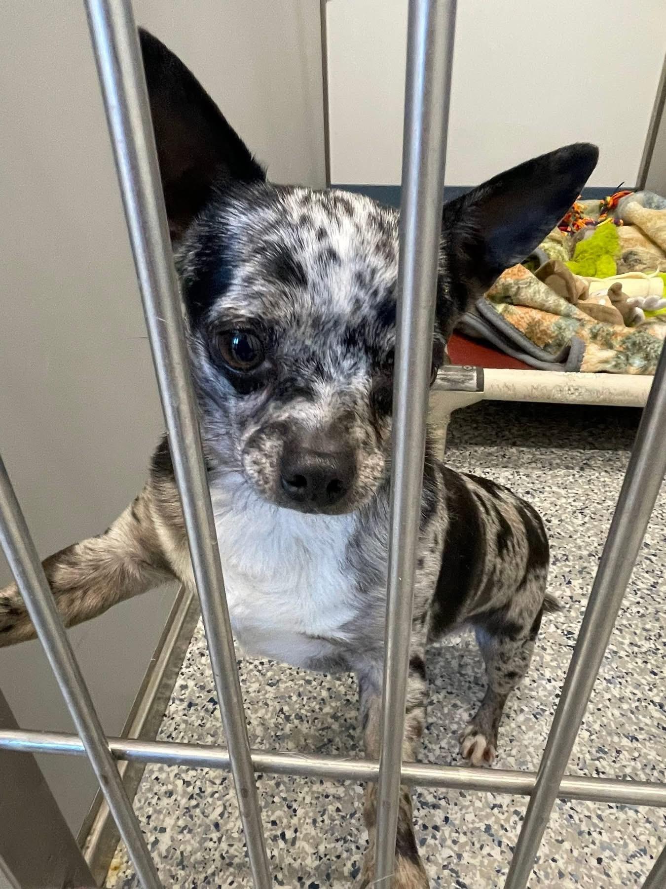 Bramble, ADOPTABLE, Adult Male Chihuahua.