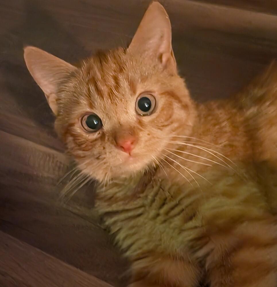 Blitzen w/ Donner, Adoptable, Kitten Male Domestic Short Hair.