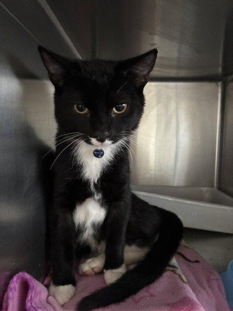 Enlarge Atlas - Black & White - Foster Care, a Adopted Domestic Short Hair in Mitchell, SD image 1/1