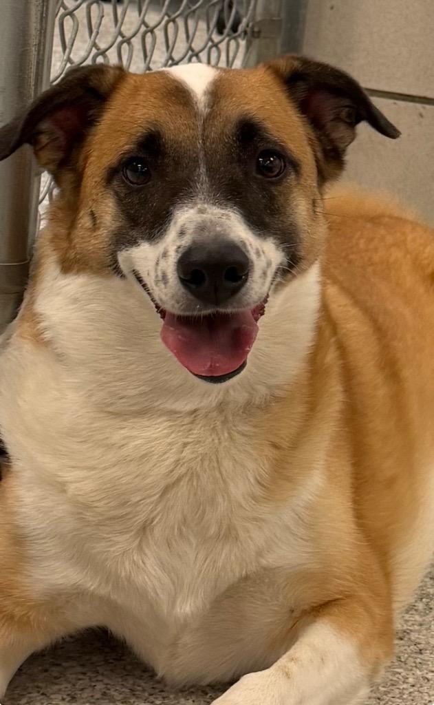 Enlarge Nyrobi, a Adoptable mixed breed in Detroit, MI image 2/2