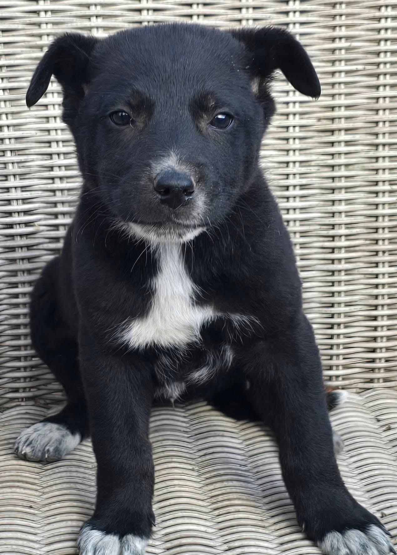 Sausage — thumbnail 2