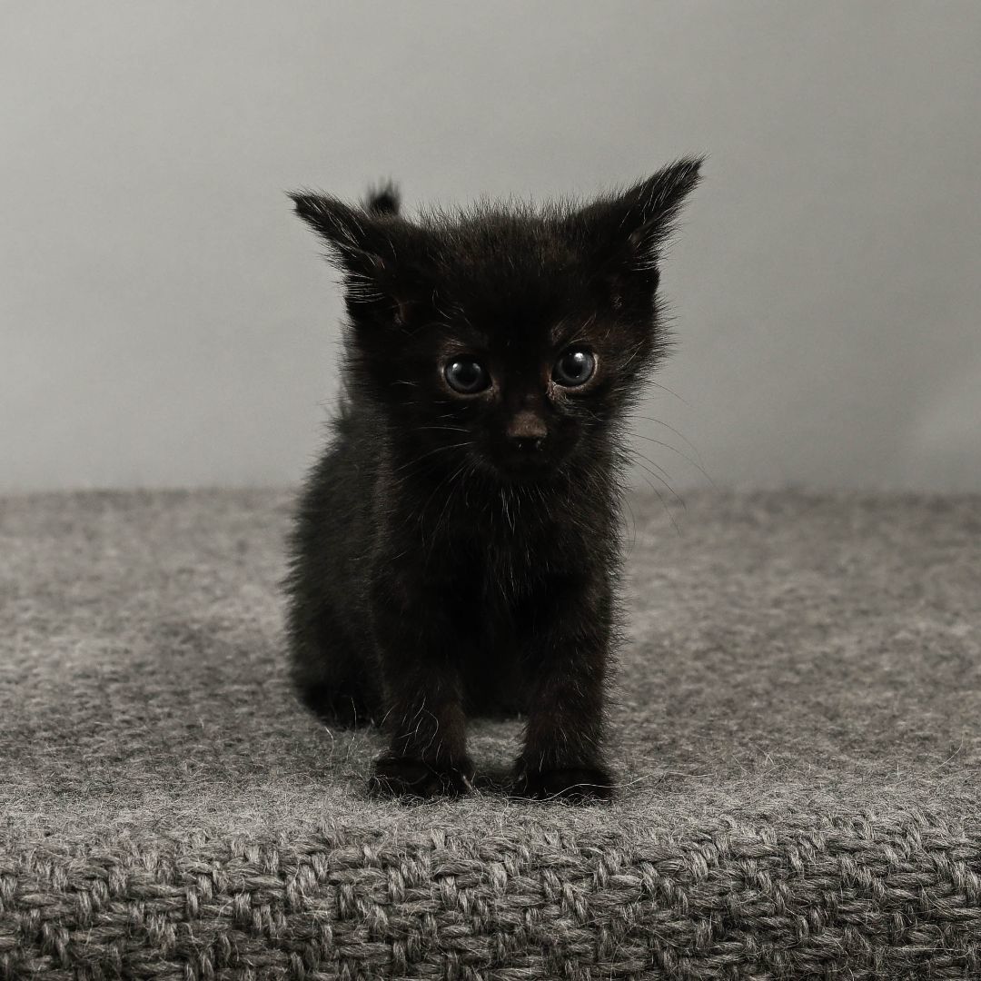 Wolfie, Adopted, Kitten Male Domestic Short Hair.