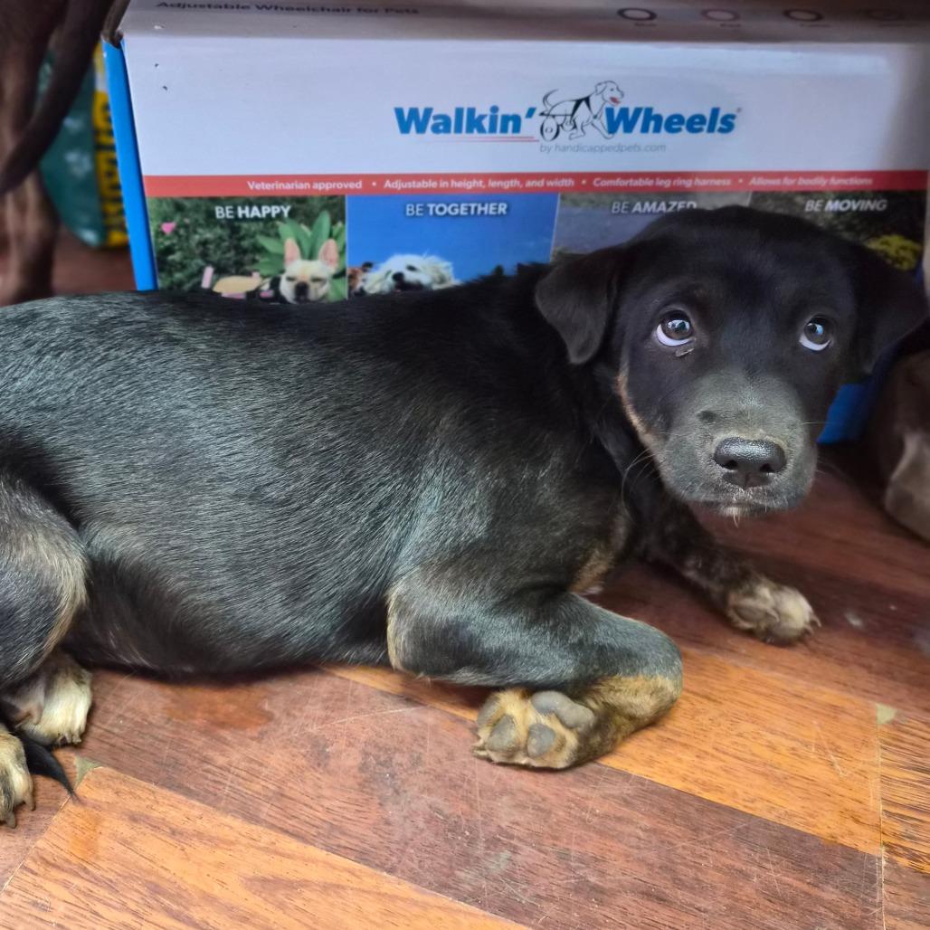 S'more, Adoptable, Young Female Terrier.