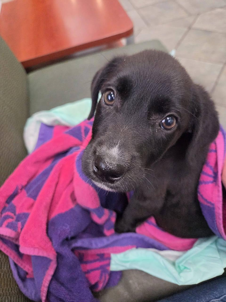 Enlarge Dolly Parton, a Adoptable Retriever in Hillside, IL image 2/3