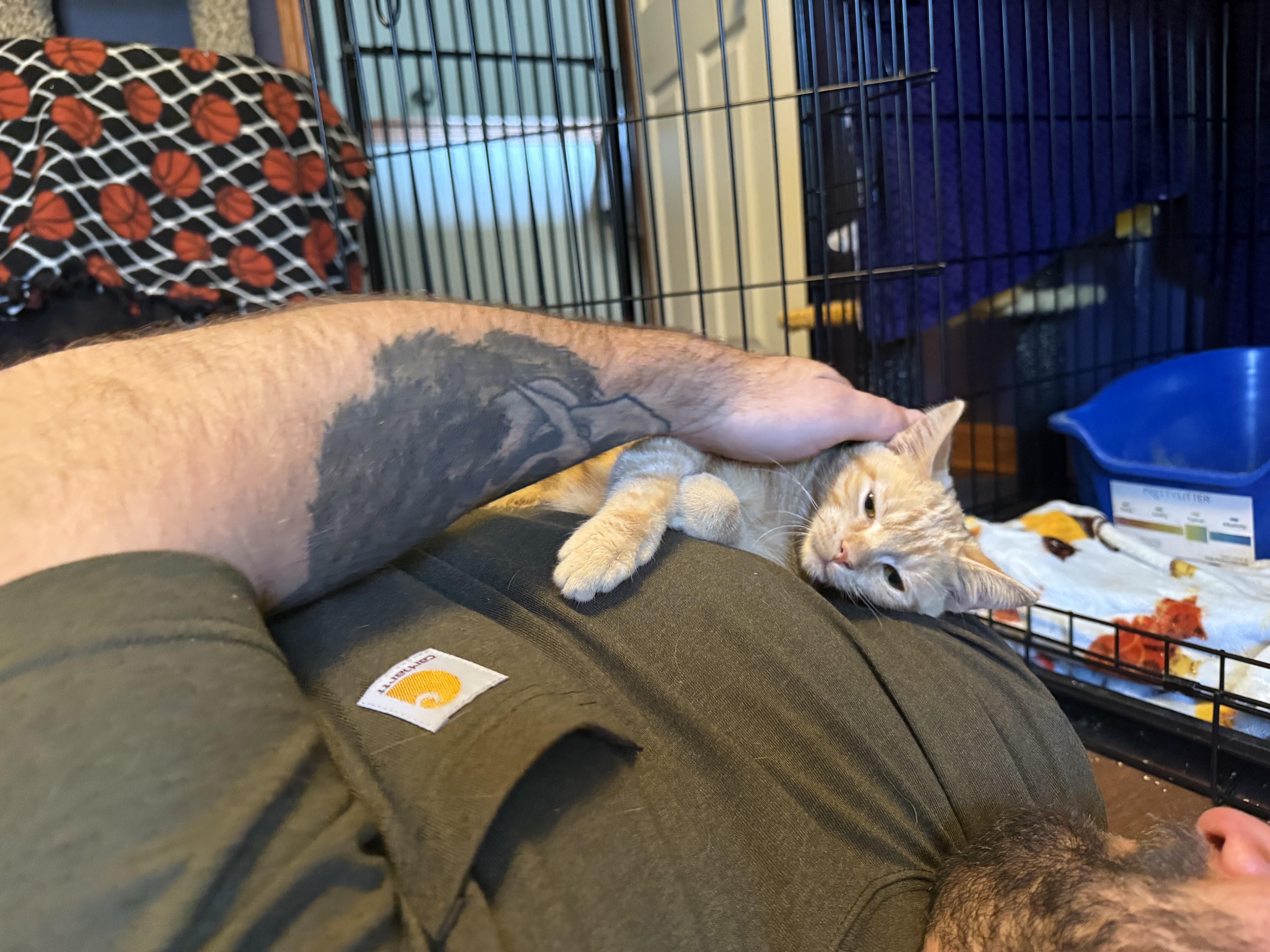 Enlarge Sunny, a Adopted Domestic Short Hair in Massillon , OH image 2/6