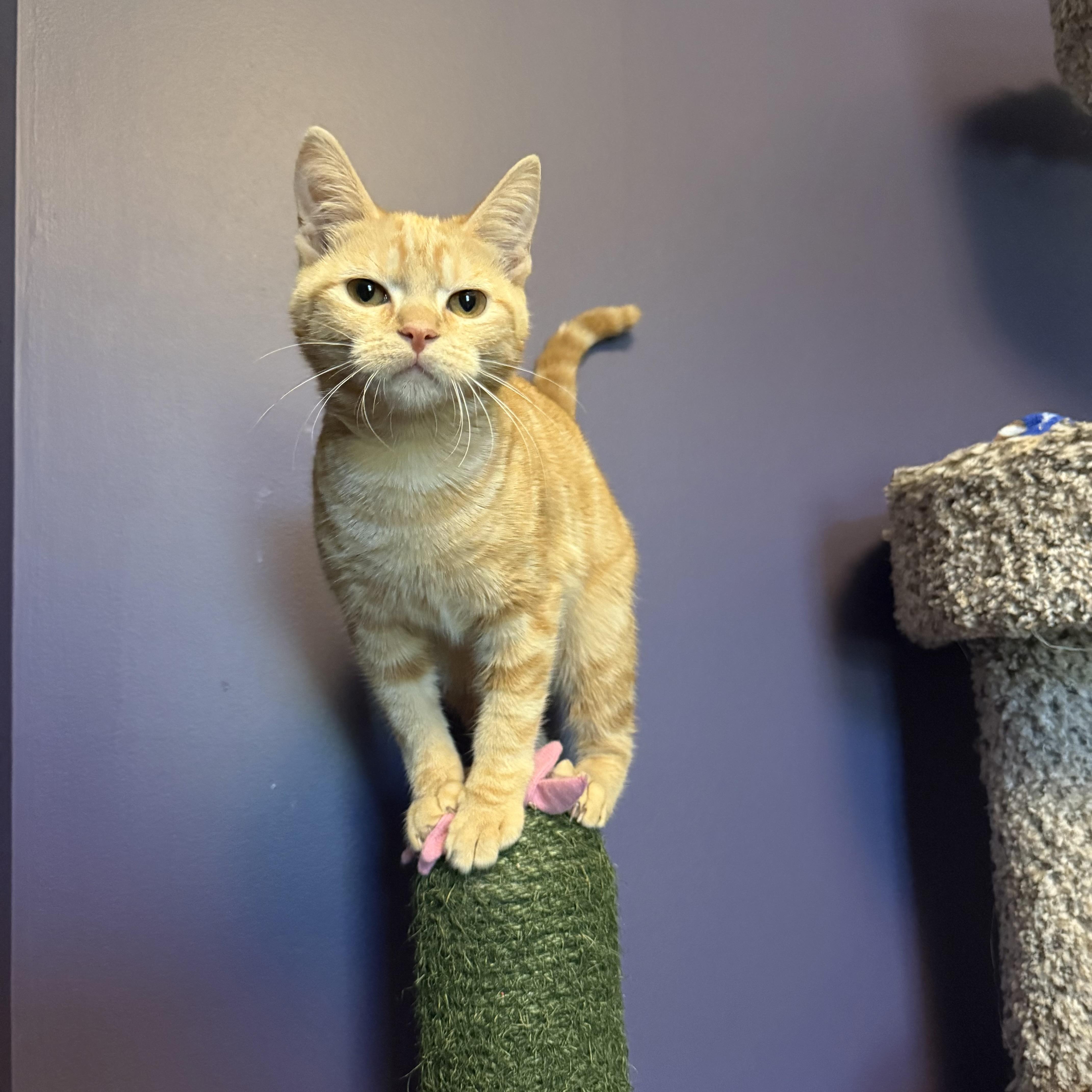 Enlarge Sunny, a Adopted Domestic Short Hair in Massillon , OH image 1/6
