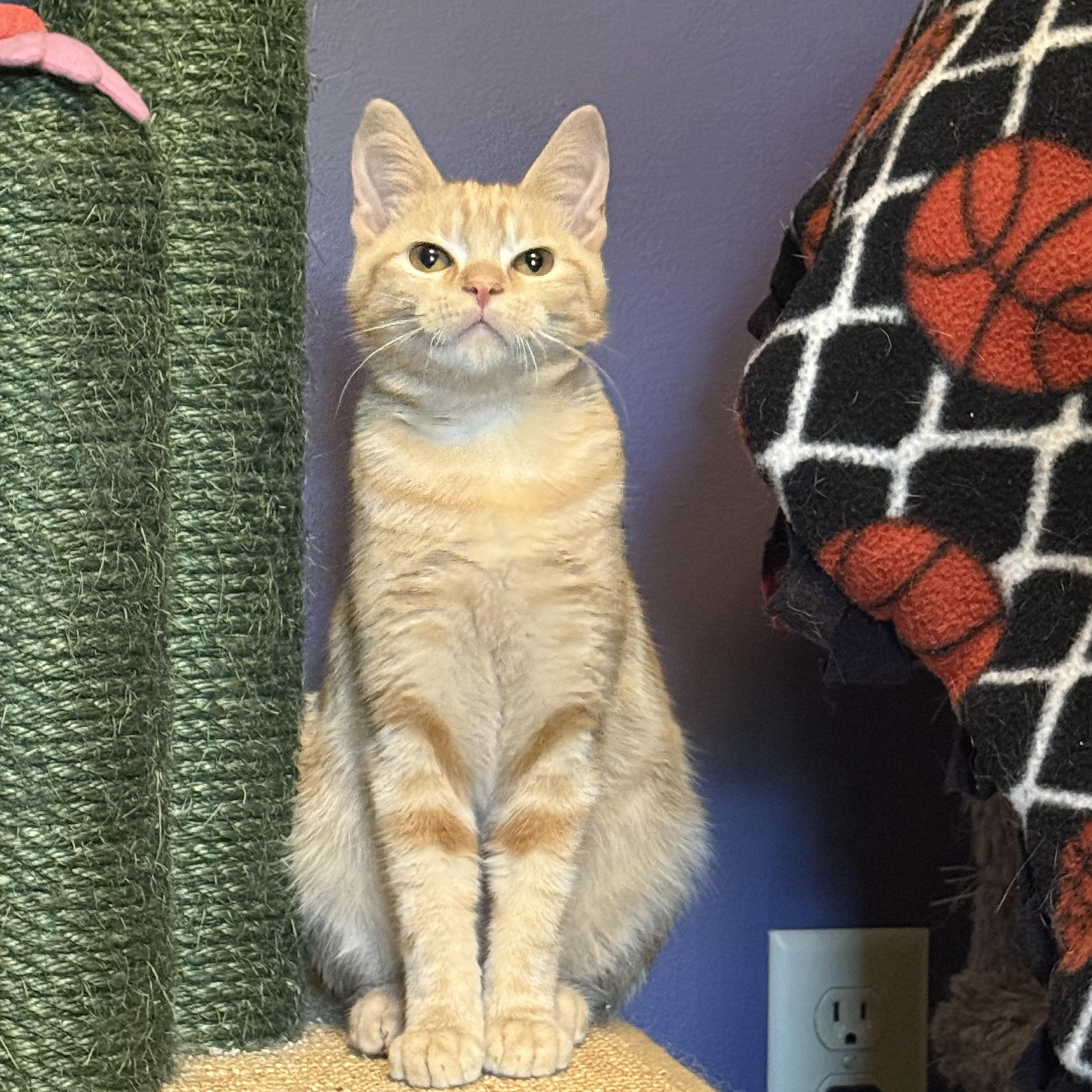 Enlarge Sunny, a Adopted Domestic Short Hair in Massillon , OH image 4/6