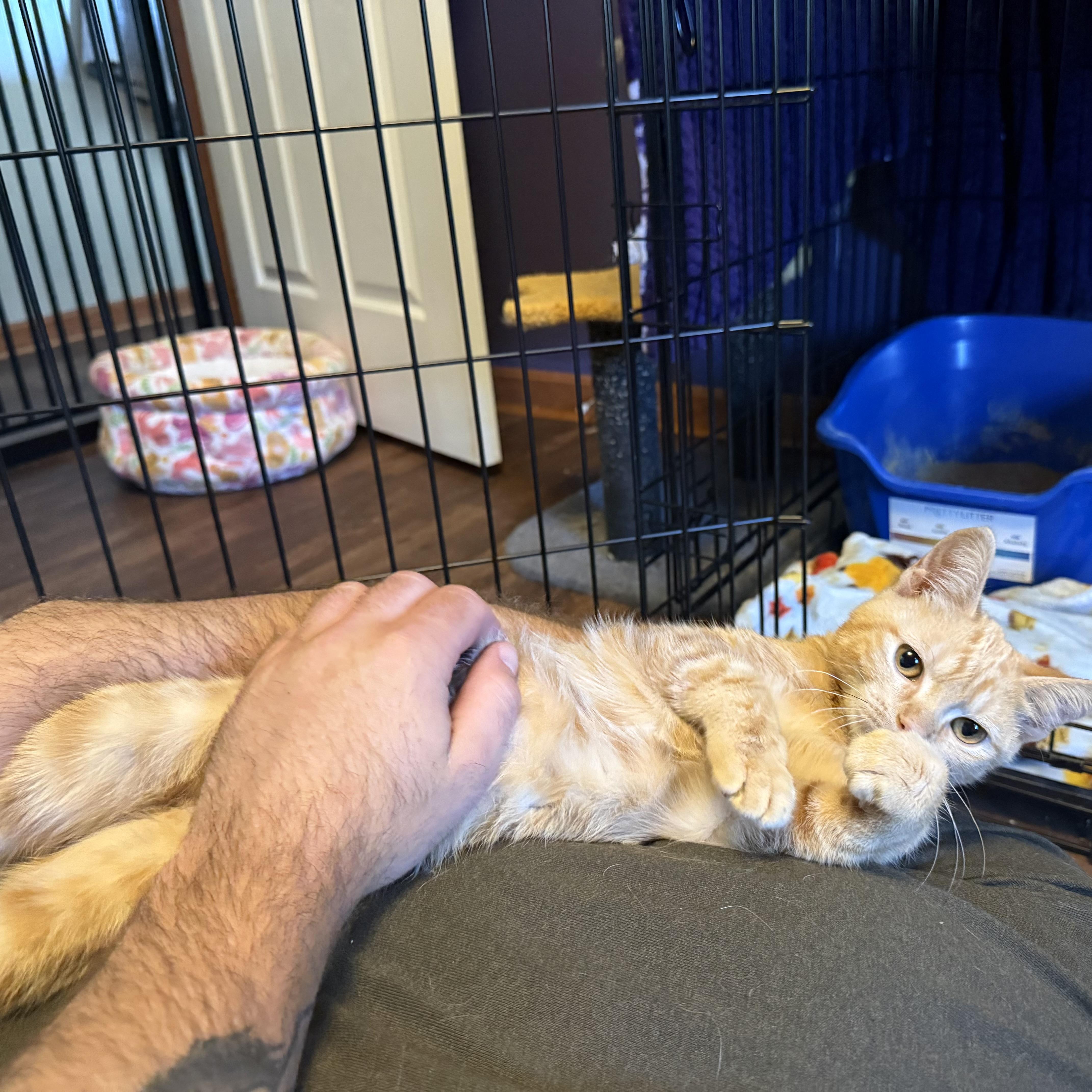 Enlarge Sunny, a Adopted Domestic Short Hair in Massillon , OH image 6/6