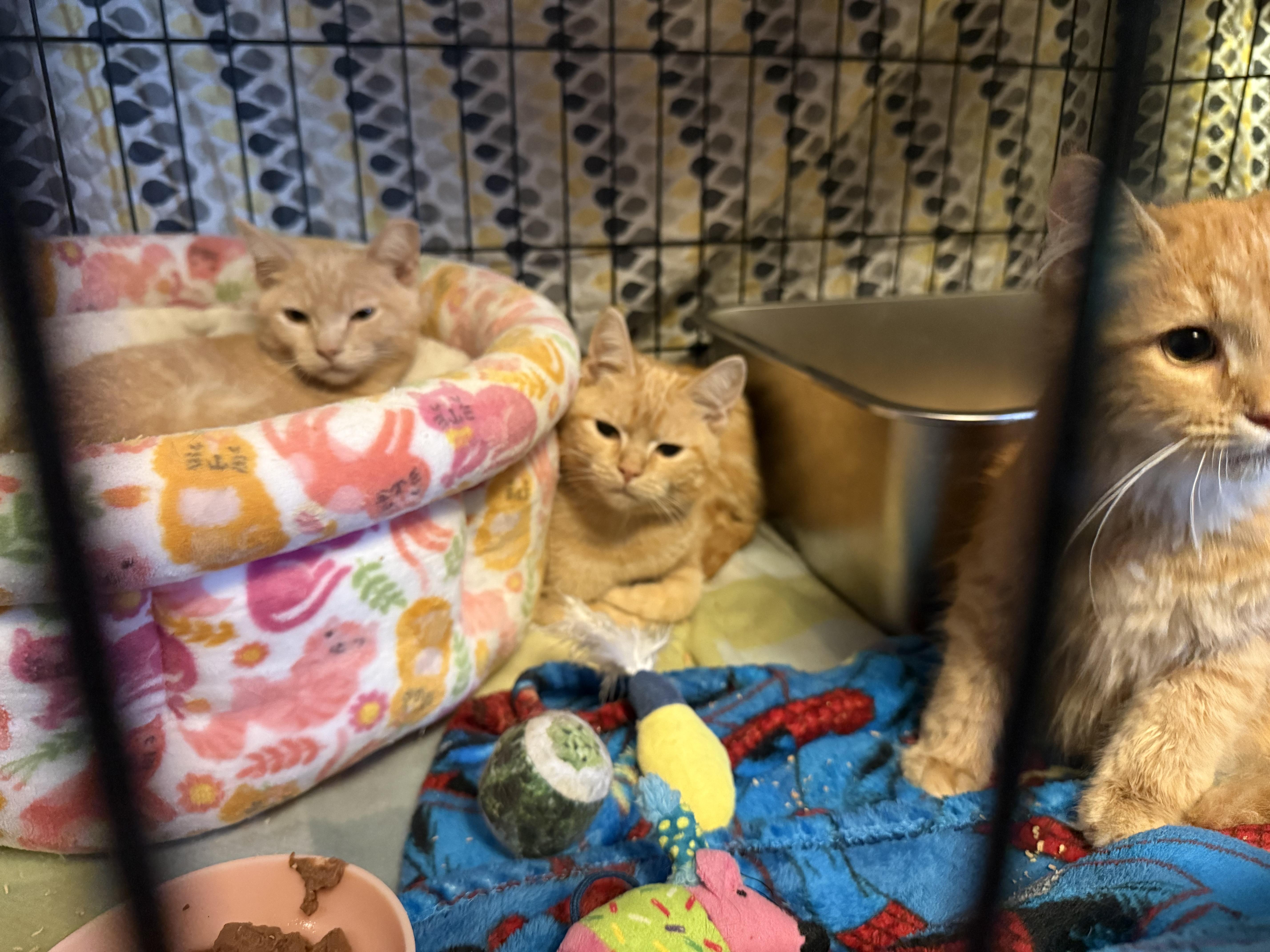 Enlarge Sunny, a Adopted Domestic Short Hair in Massillon , OH image 3/6
