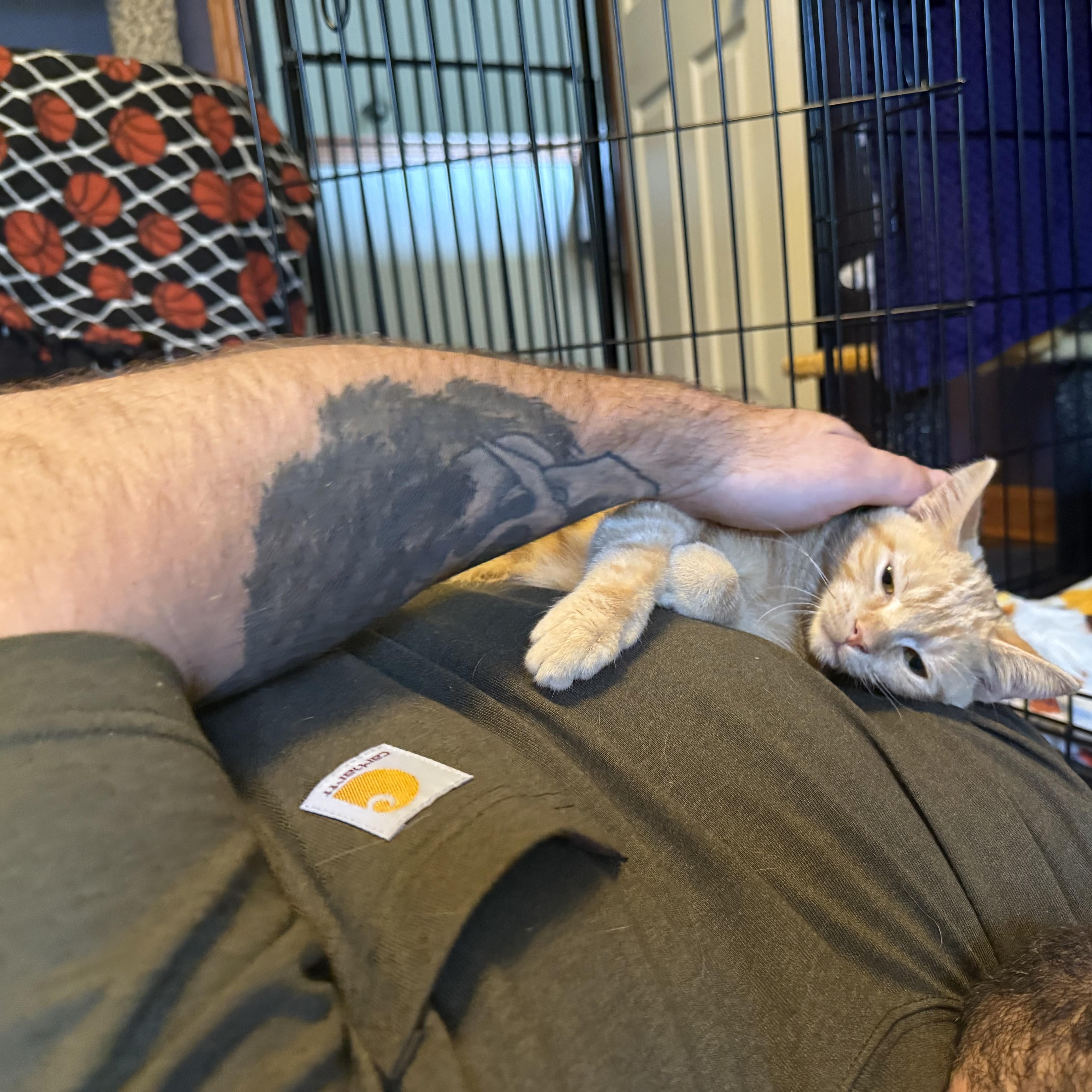Enlarge Sunny, a Adopted Domestic Short Hair in Massillon , OH image 5/6