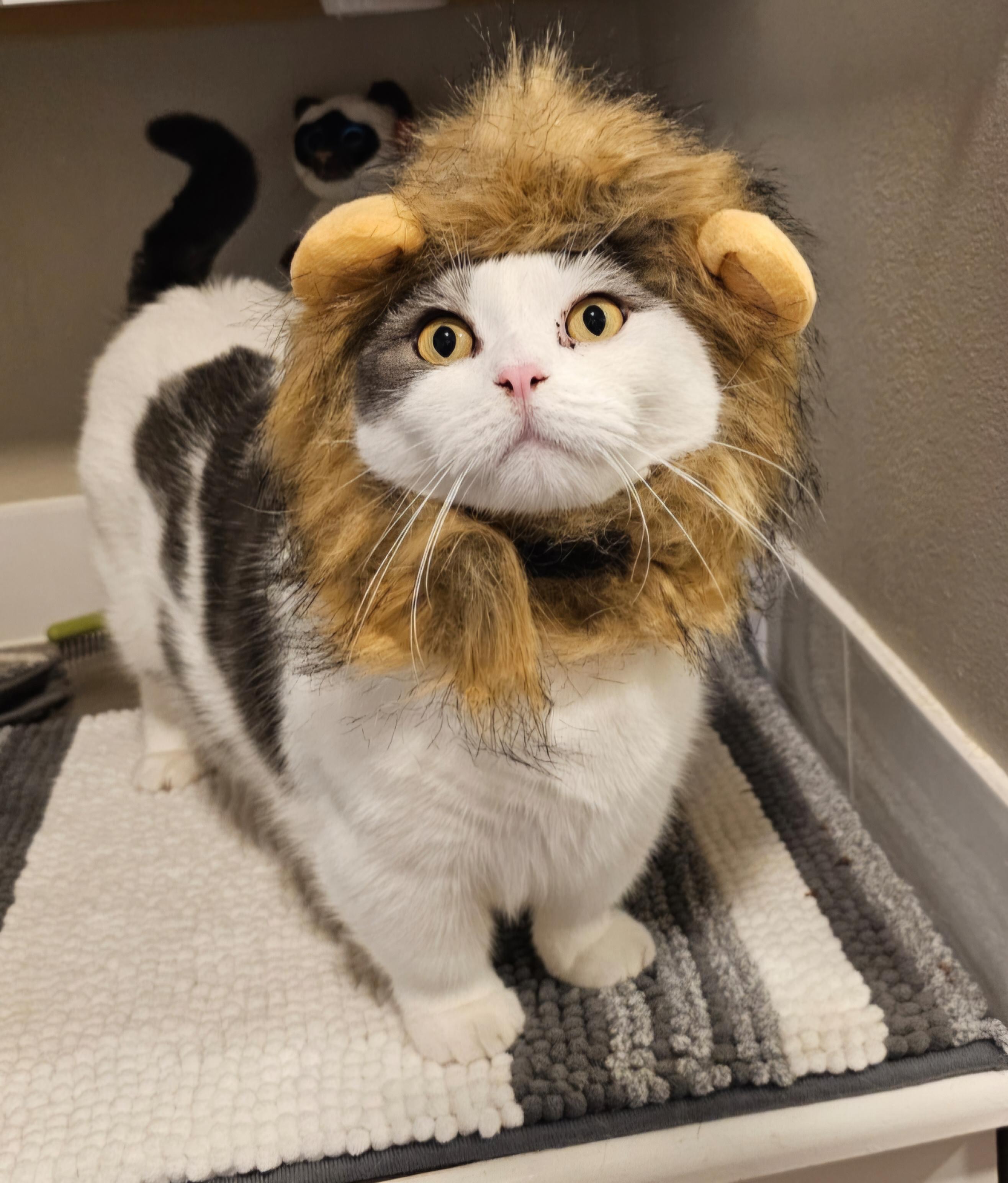 Enlarge Stitch-ks, a Adoptable Munchkin in Burlington, WA image 1/6