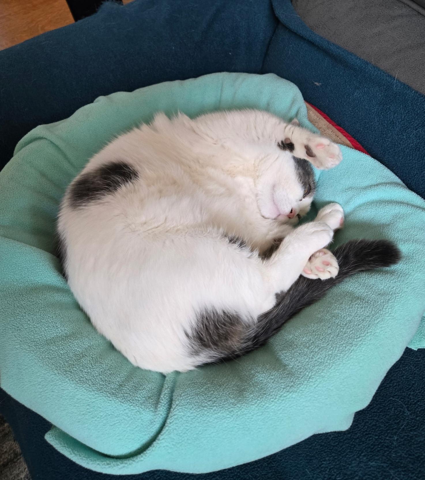 Stitch-ks, a Adoptable Munchkin in Burlington, WA image 3/5