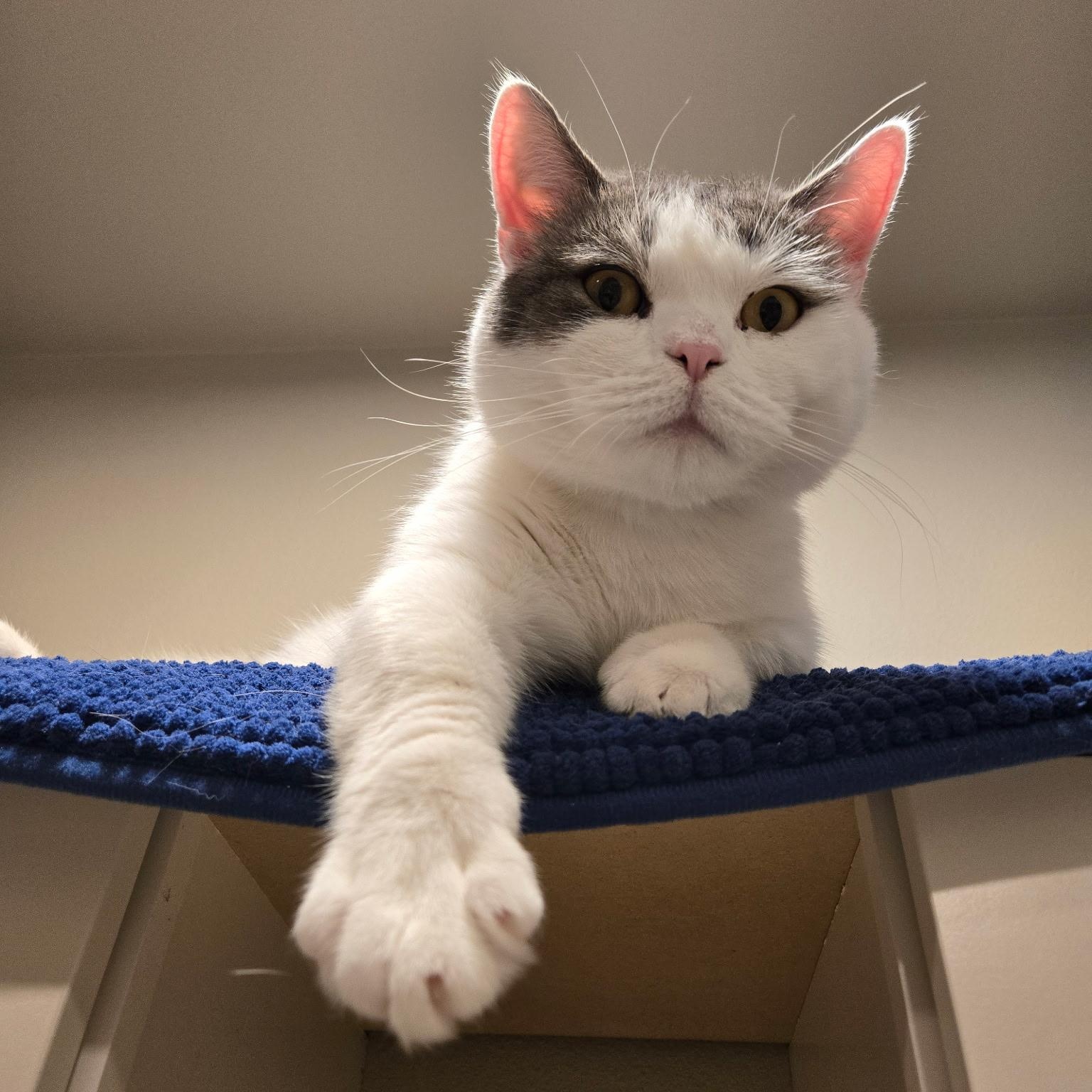 Stitch-ks, a Adoptable Munchkin in Burlington, WA image 4/5