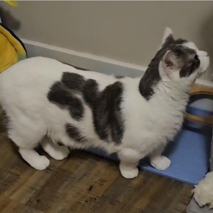 Stitch-ks, a Adoptable Munchkin in Burlington, WA image 5/5