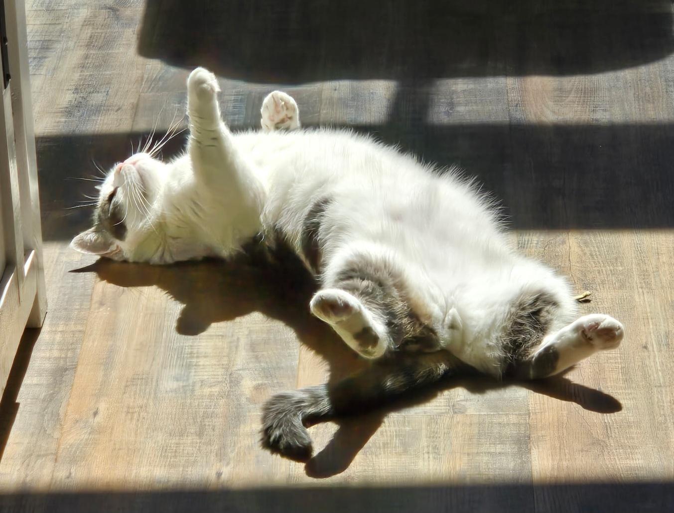 Enlarge Stitch-ks, a Adoptable Munchkin in Burlington, WA image 5/6
