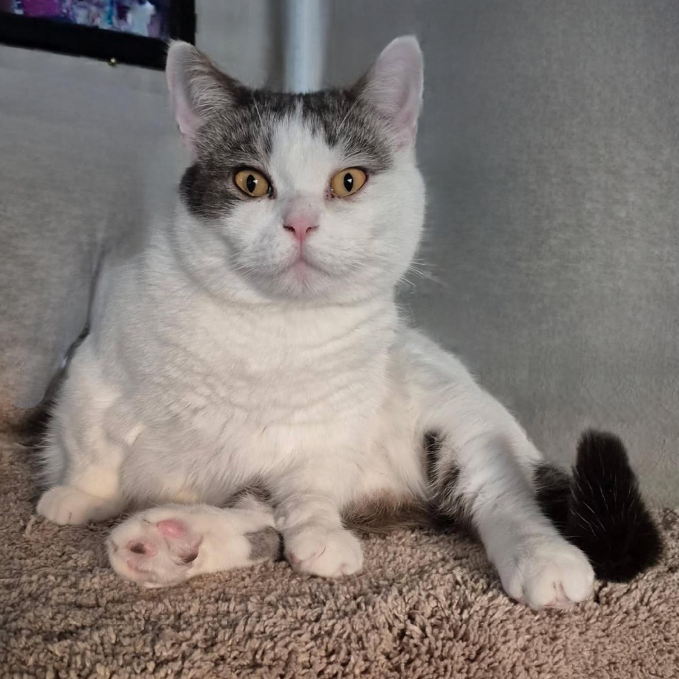 Stitch-ks, a Adoptable Munchkin in Burlington, WA image 2/5