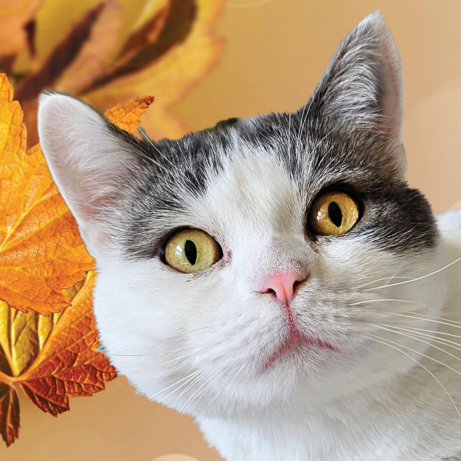 Stitch-ks, an adoptable Munchkin in Burlington, WA, 98233 | Photo Image 1