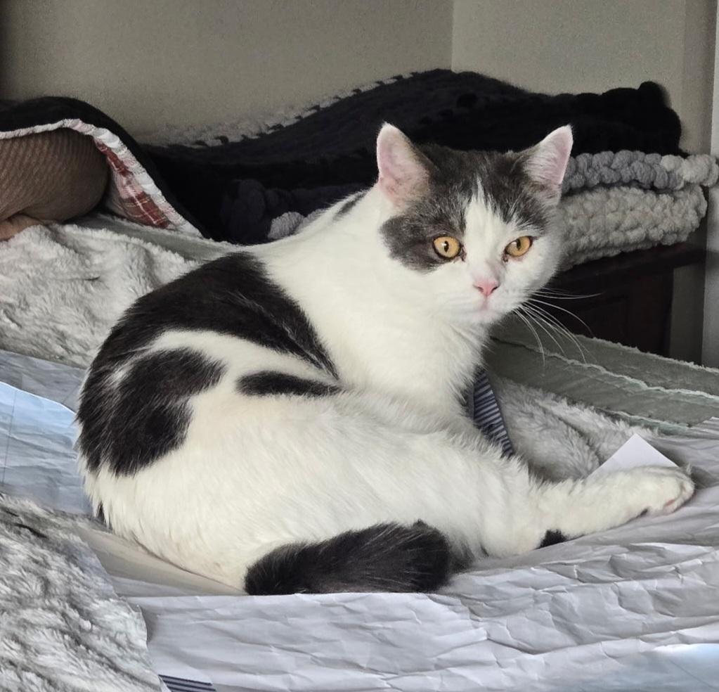 Enlarge Stitch-ks, a Adoptable Munchkin in Burlington, WA image 6/6