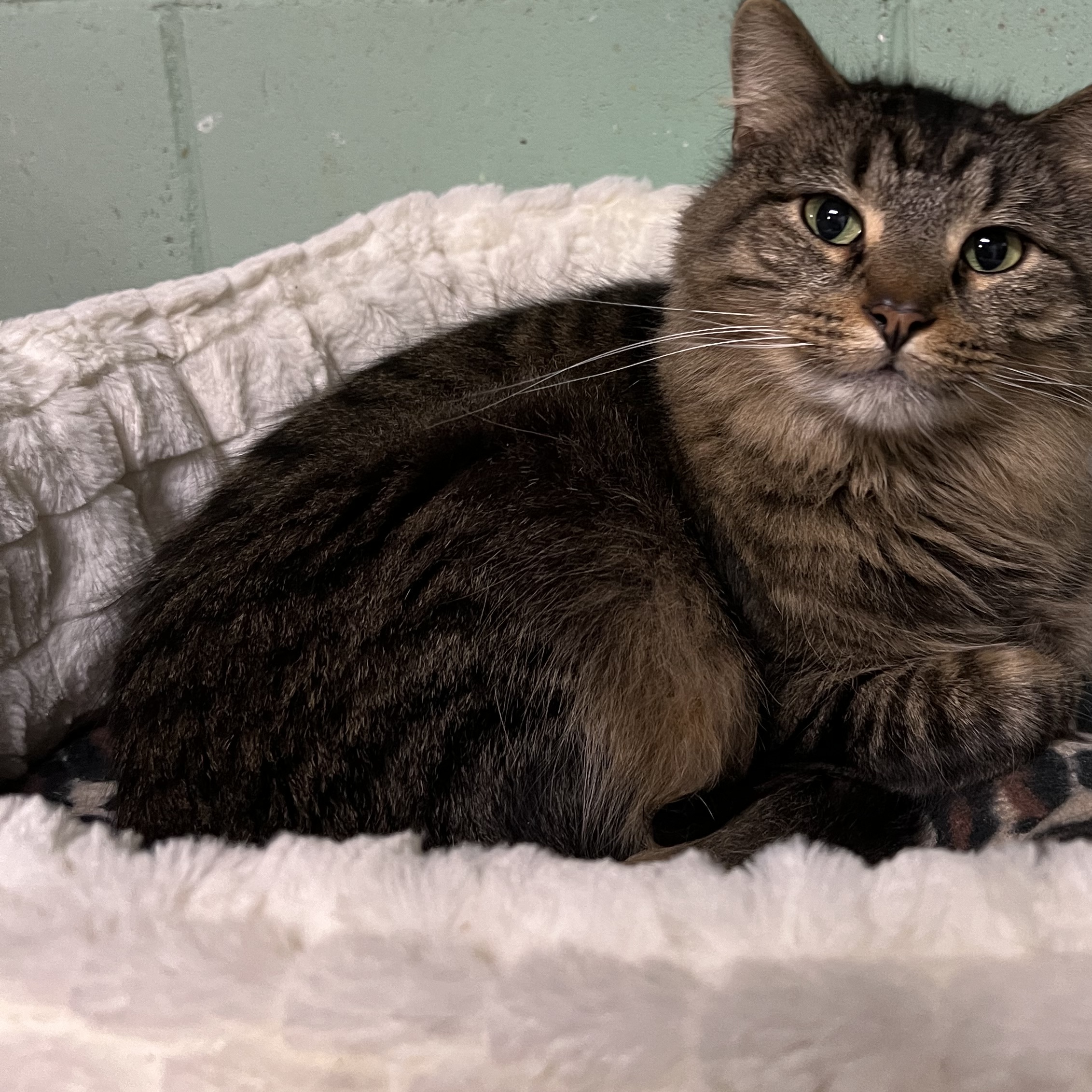 Enlarge Yogi, a Adoptable mixed breed in Spencer, IA image 1/1