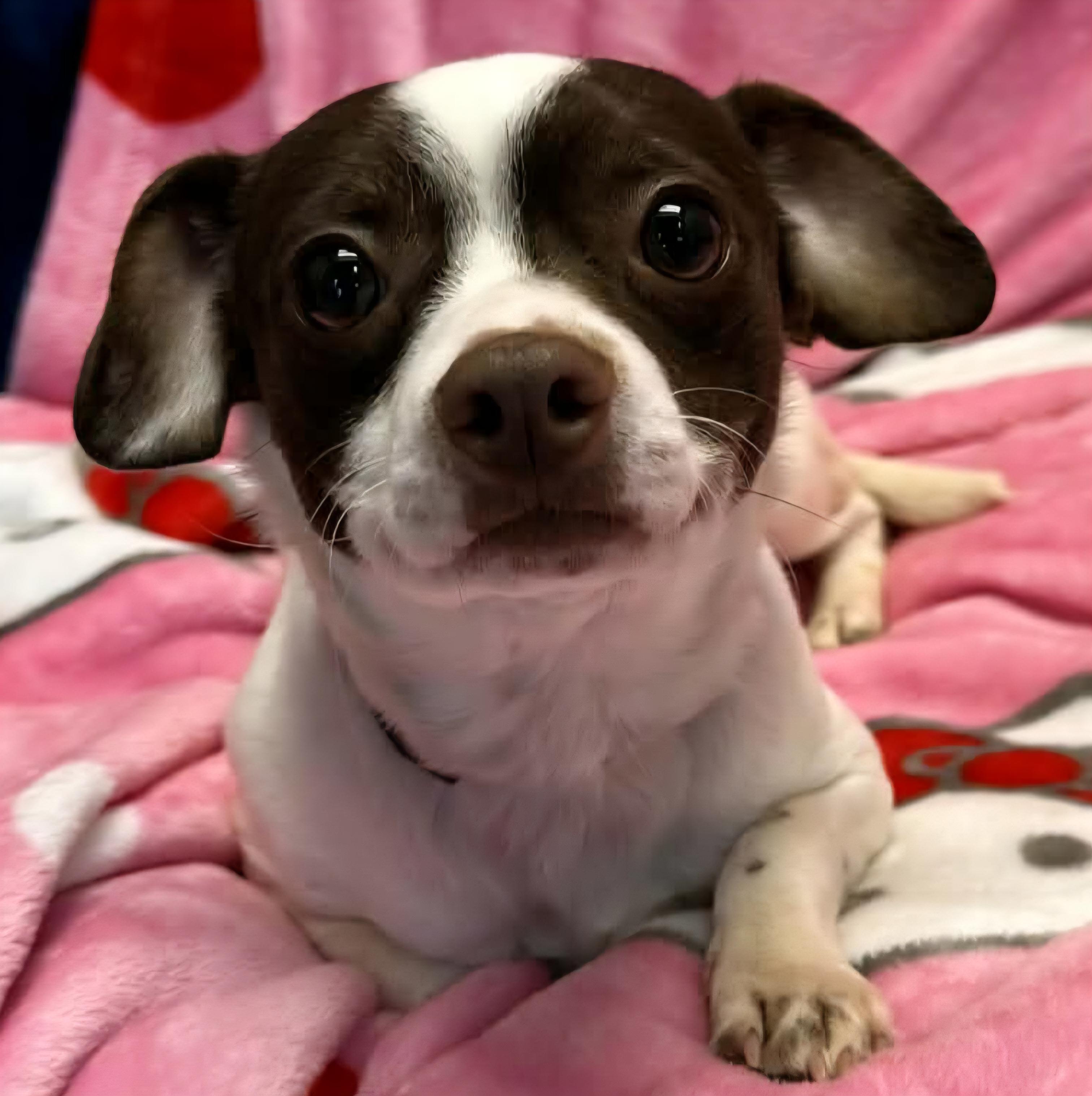 Flynn, adopted, Young Male Chihuahua & Mixed Breed.