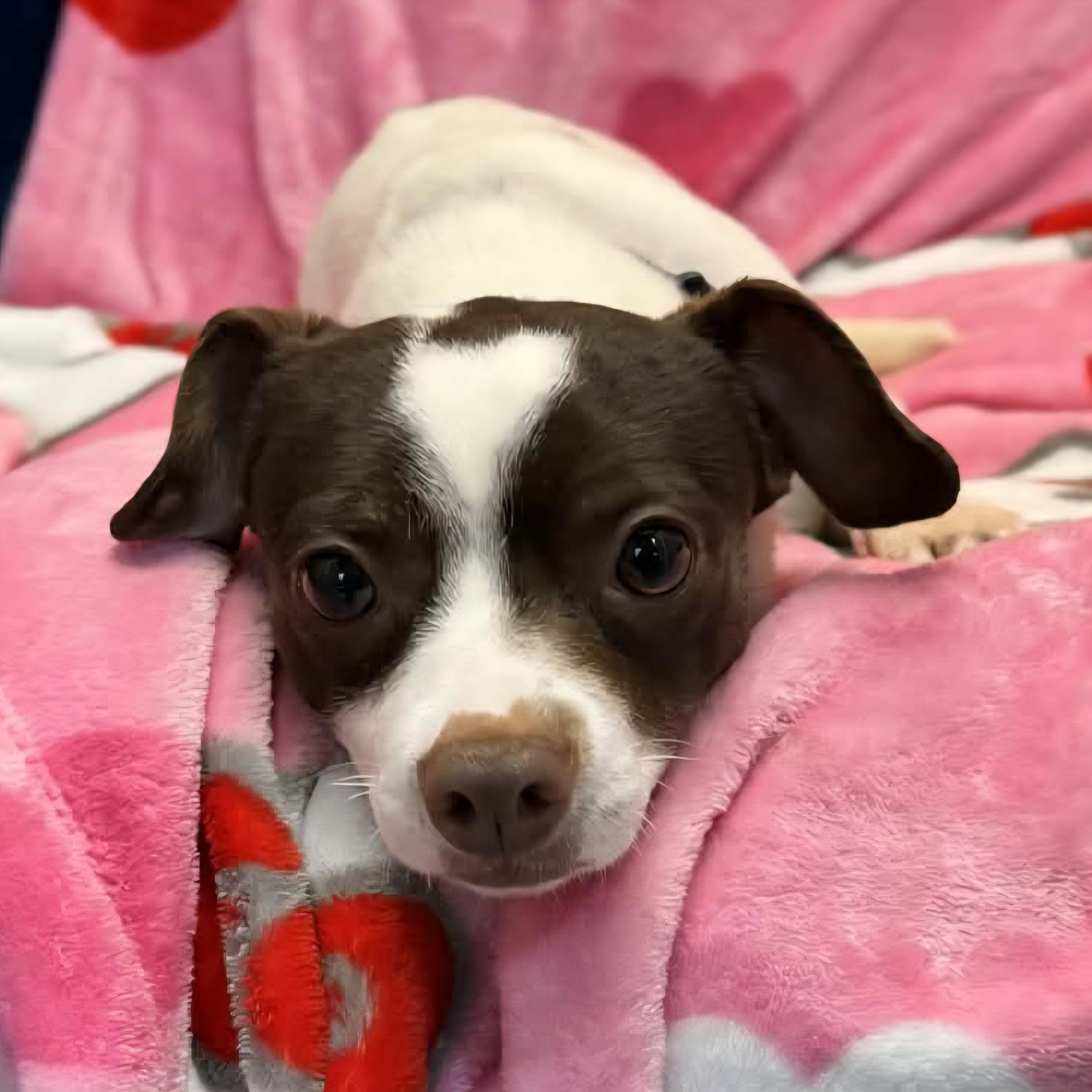 Enlarge Flynn, an adopted mixed breed in Normal, IL image 4/6