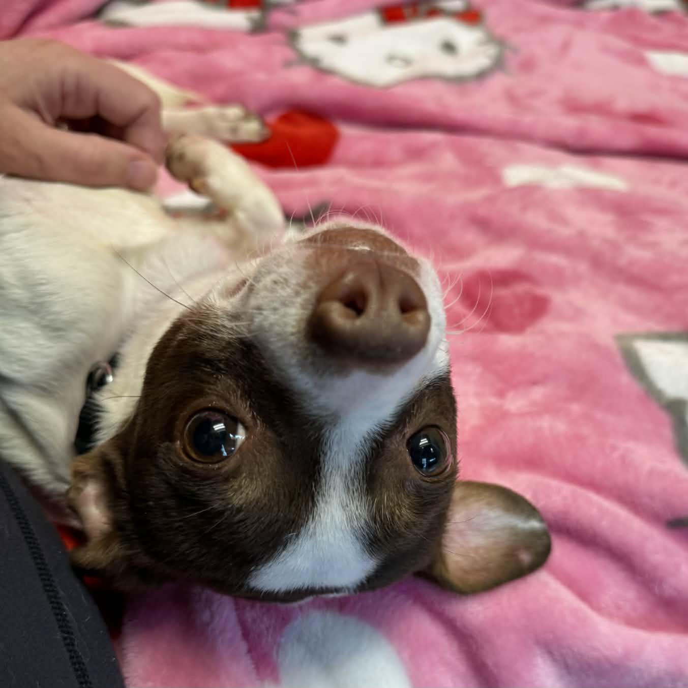 Enlarge Flynn, an adopted mixed breed in Normal, IL image 3/6