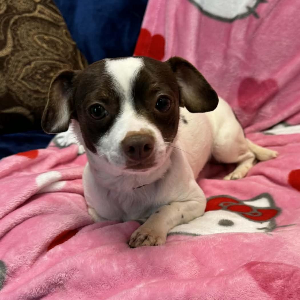 Enlarge Flynn, an adopted mixed breed in Normal, IL image 2/6