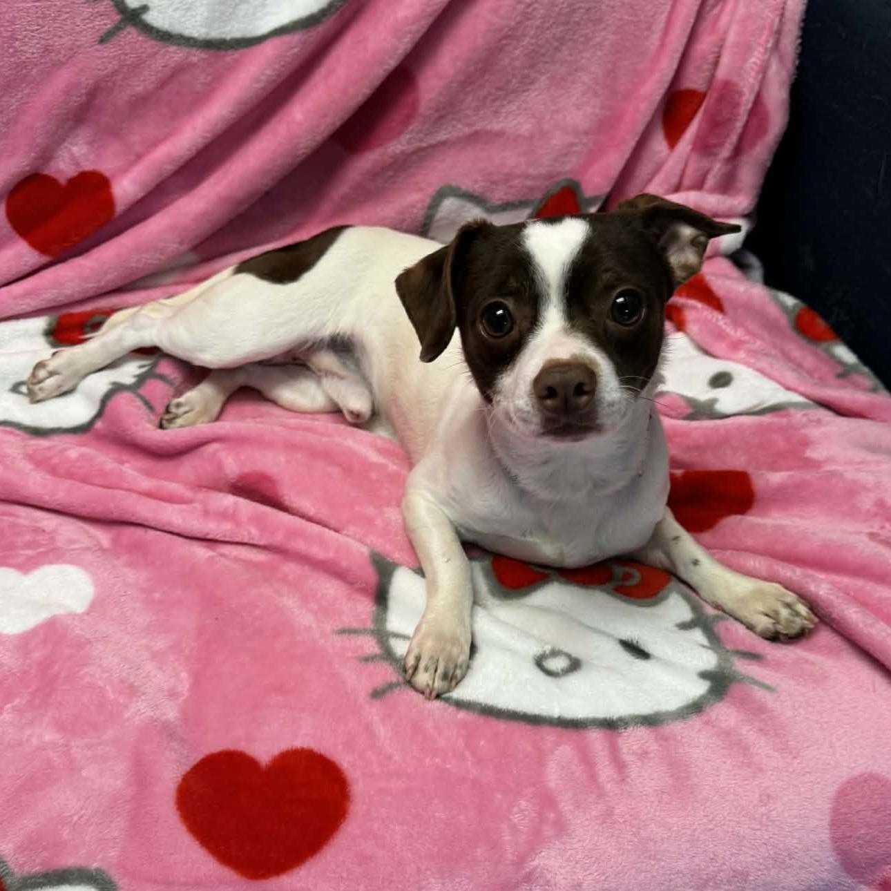 Enlarge Flynn, an adopted mixed breed in Normal, IL image 5/6