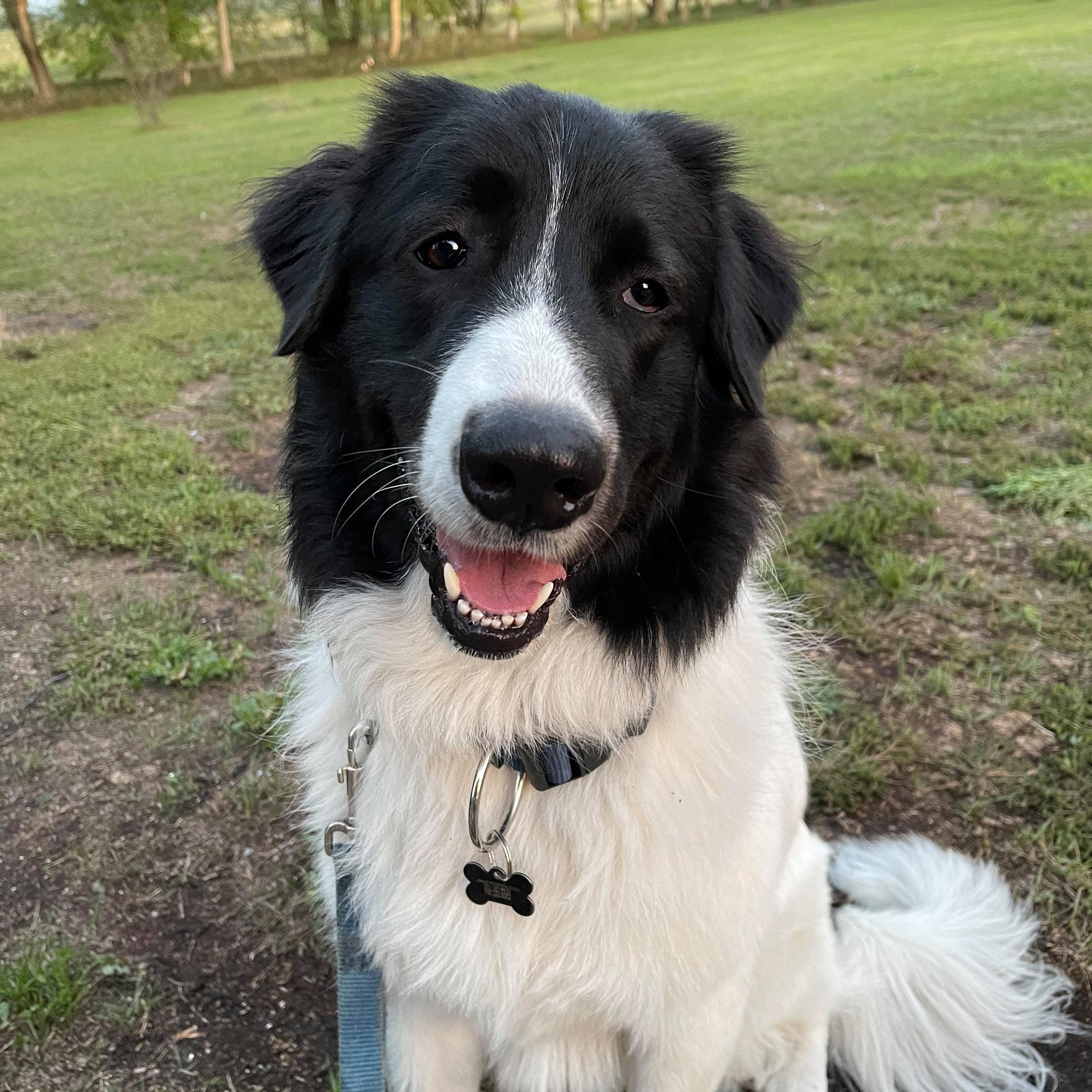 Enlarge Georgie Ella, a Adoptable Mixed Breed in Grand Forks, ND image 1/9