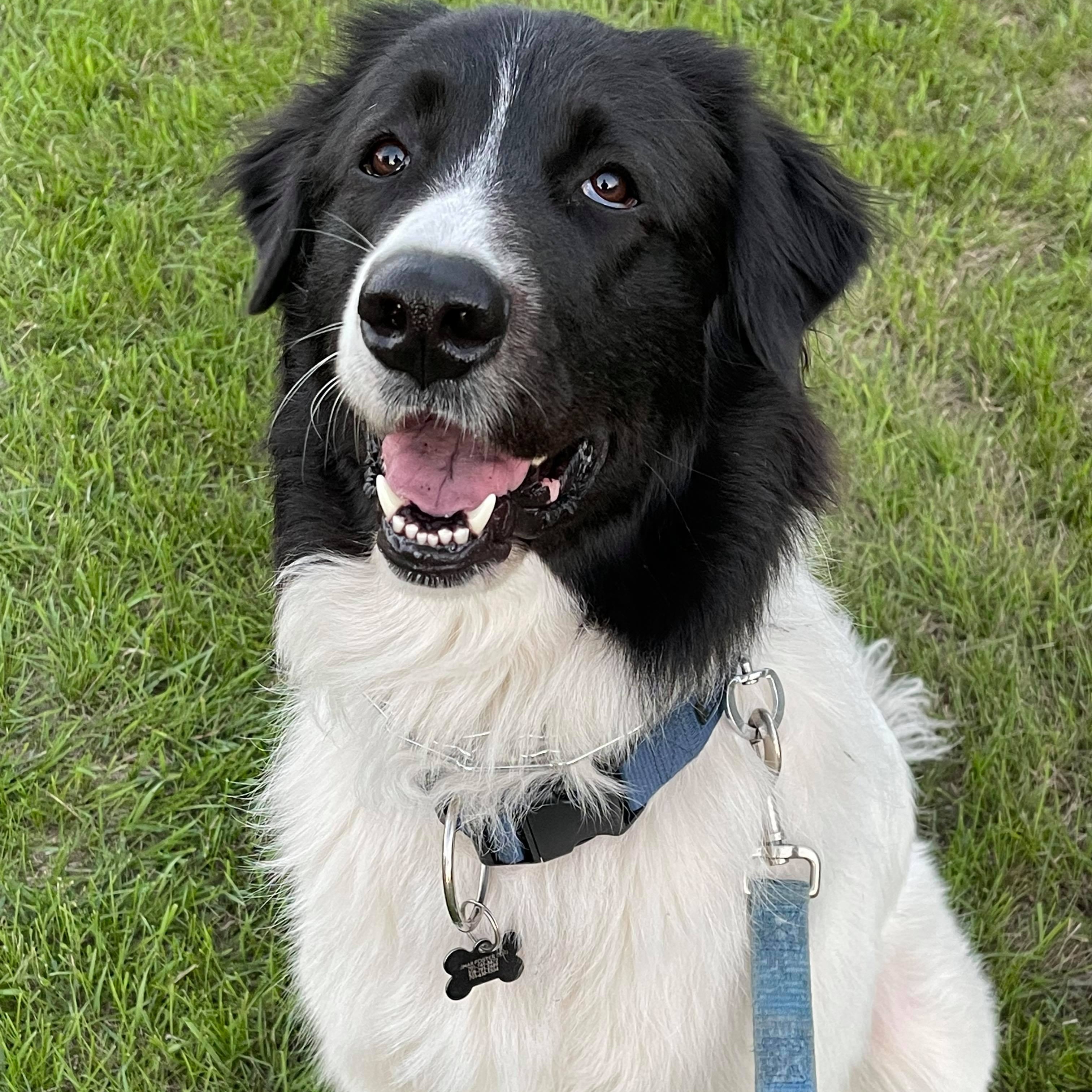 Enlarge Georgie Ella, a Adoptable Mixed Breed in Grand Forks, ND image 2/9