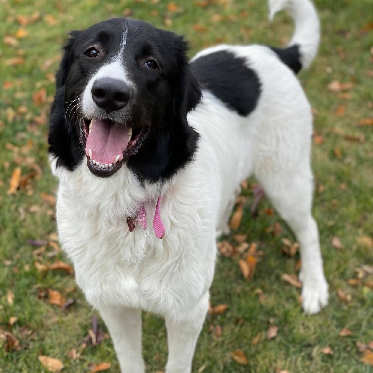 Enlarge Georgie Ella, a Adoptable Mixed Breed in Grand Forks, ND image 3/9