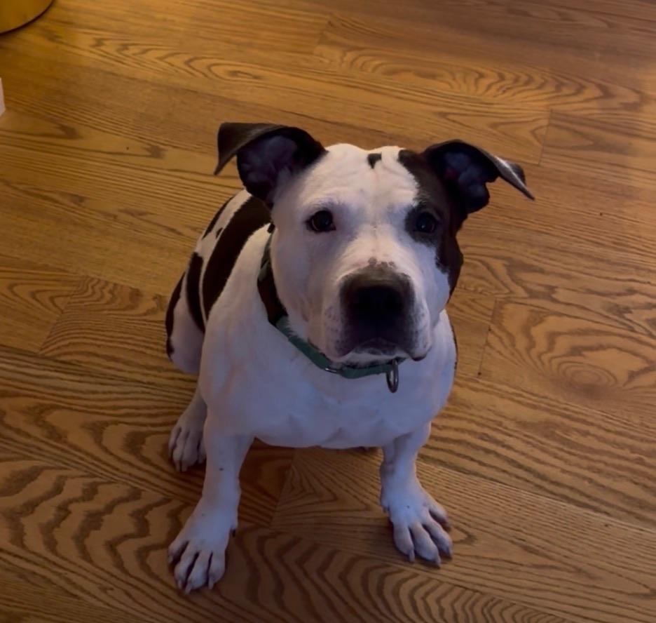 Enlarge Ushi FKA Falsetto, an adopted Mixed Breed in Albany, NY image 2/2