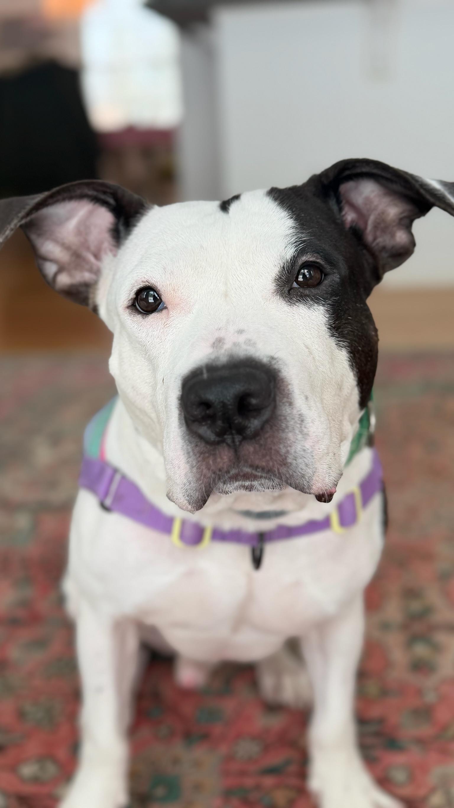 Enlarge Ushi FKA Falsetto, an adopted Mixed Breed in Albany, NY image 1/2