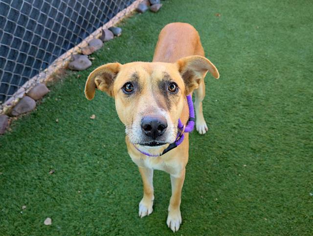 CHRISTINE, Adoptable, Young Female German Shepherd Dog & Catahoula Leopard Dog.