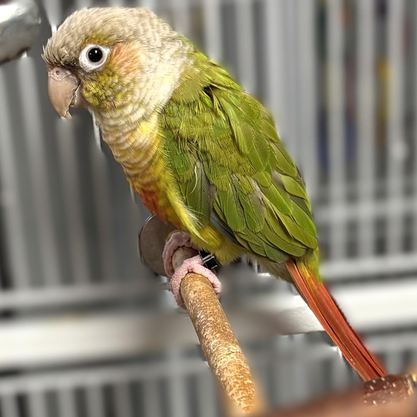 Baby, Adoptable, Adult Female Conure.