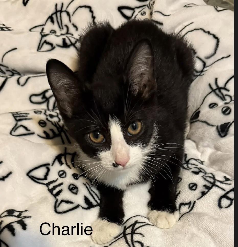 Enlarge Charlie, a Adoptable Domestic Short Hair in Safety Harbor, FL image 1/1