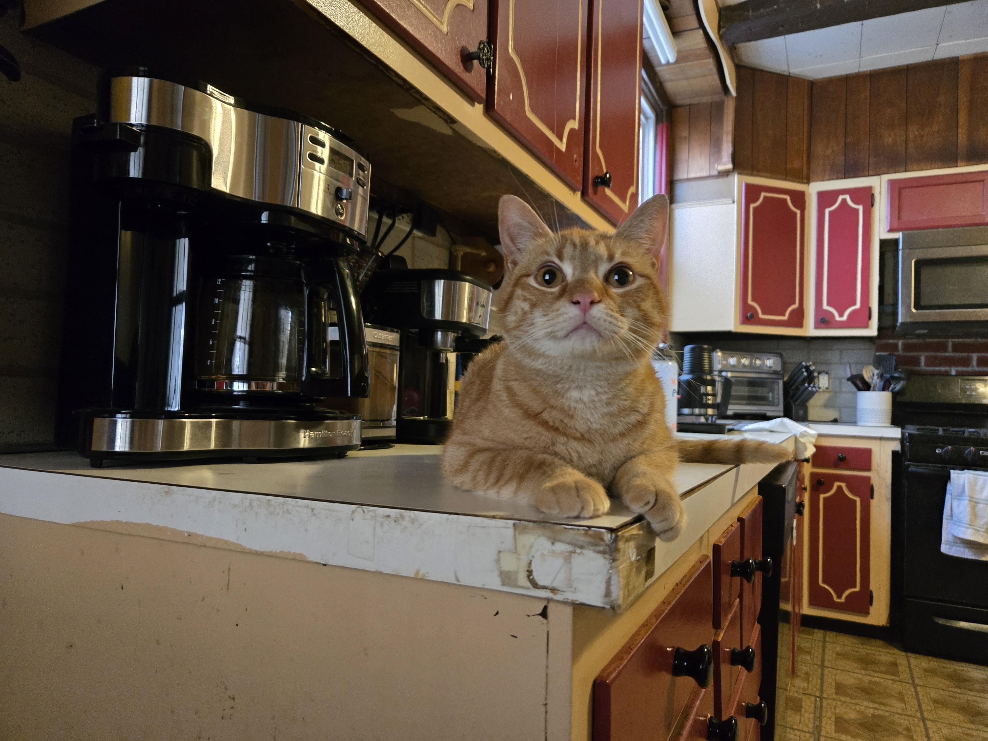 Geno, a Adoptable Domestic Short Hair in Magnolia, NJ image 1/2