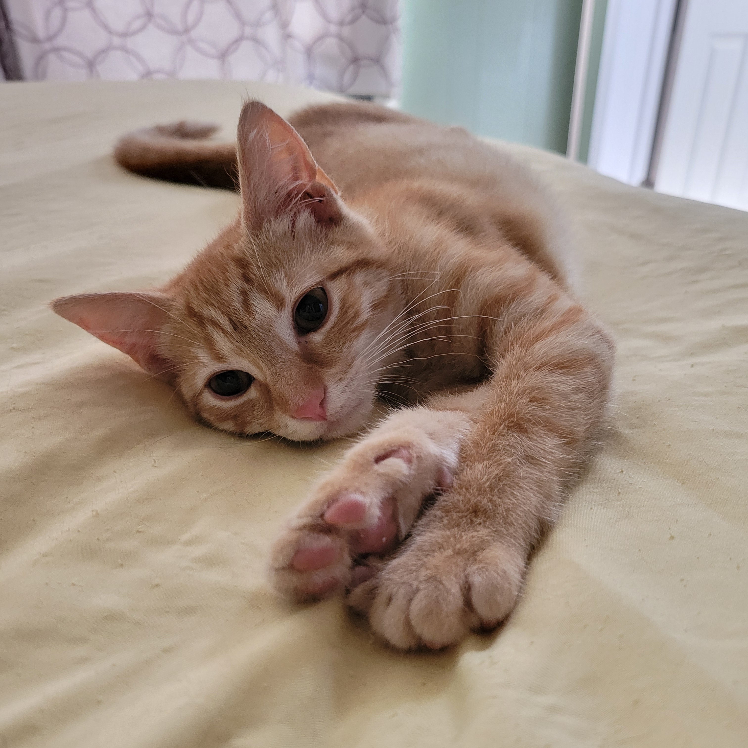 Geno, a Adoptable Domestic Short Hair in Magnolia, NJ image 2/2