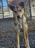 Lassie, Adoptable, Adult Female Shepherd.