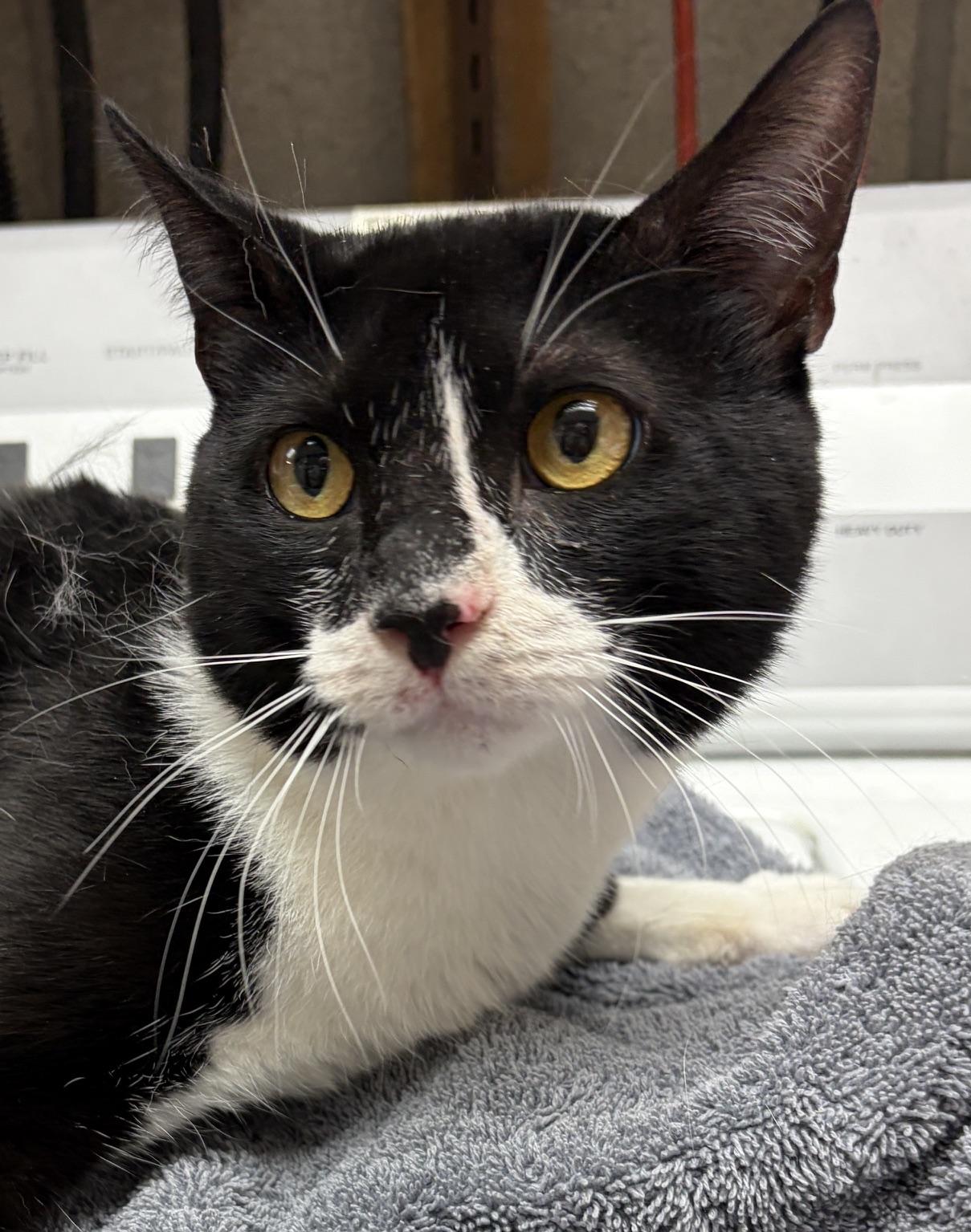 Noodle, ADOPTABLE, Young Male Tuxedo.