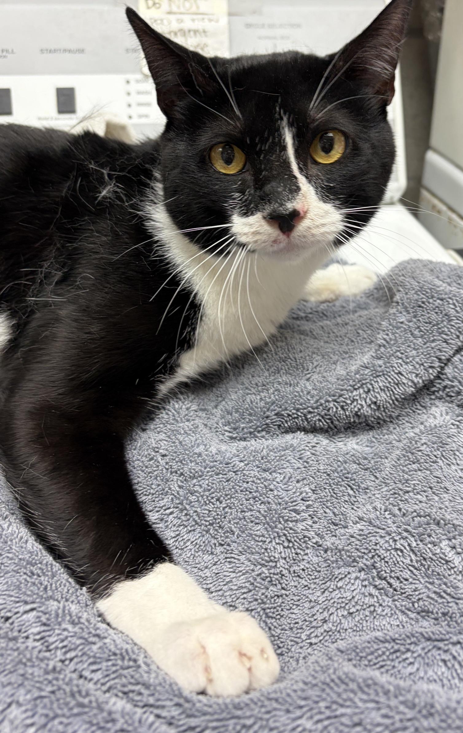 Noodle, a ADOPTABLE Tuxedo in Medford, MA image 2/2