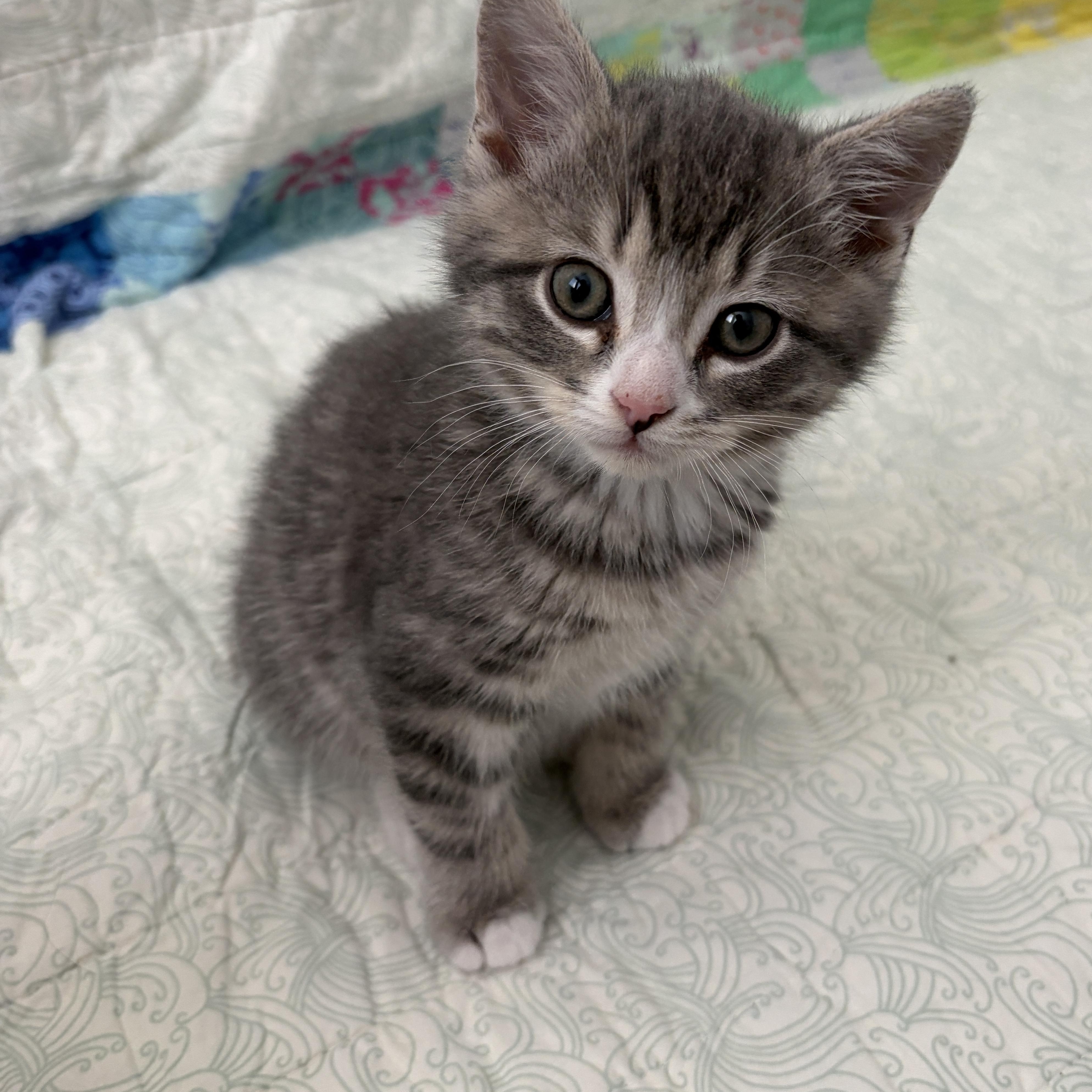Enlarge Ollie James , an adopted Domestic Medium Hair in Austin, TX image 1/2