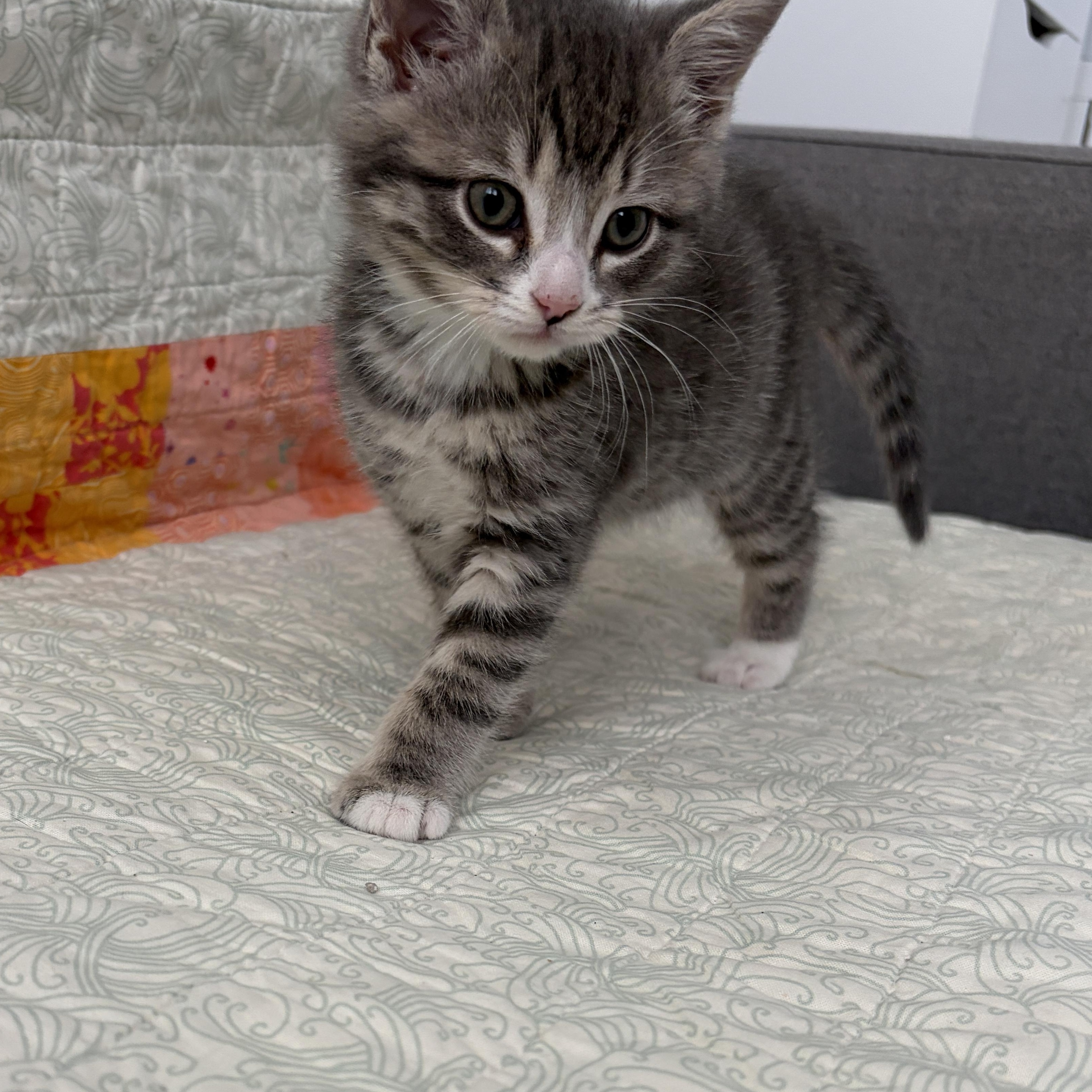 Enlarge Ollie James , an adopted Domestic Medium Hair in Austin, TX image 2/2